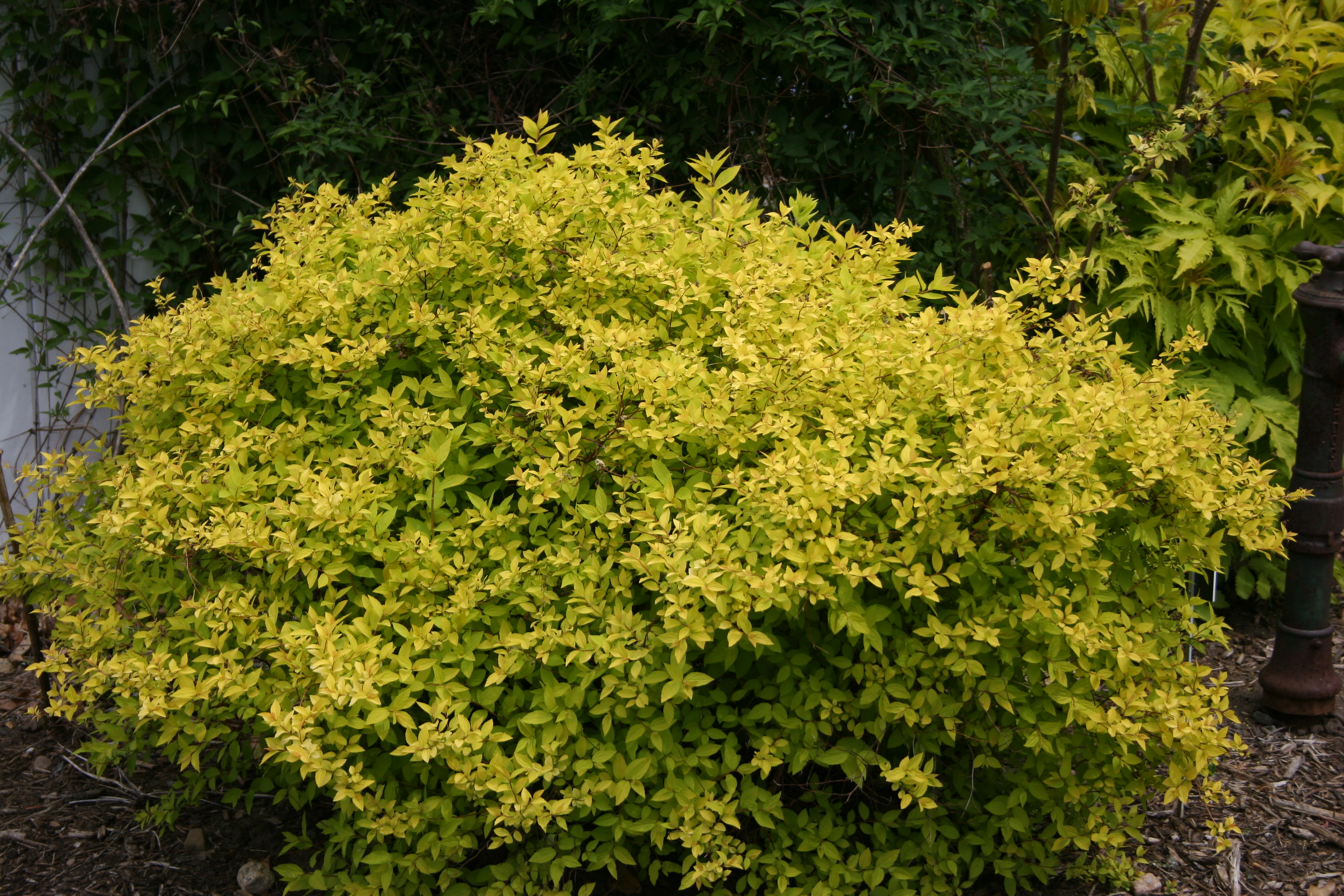 Spiraea Gold Mound (603)