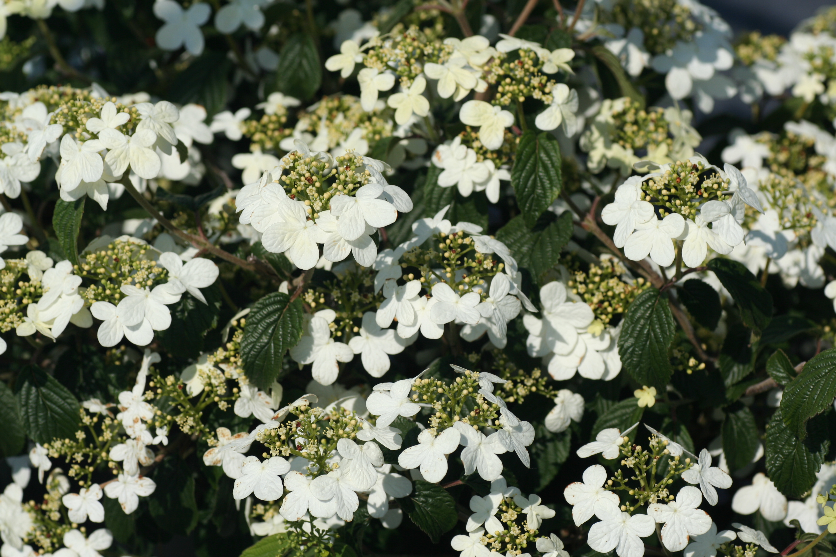 Viburnum Summer Snowflake (5171001)
