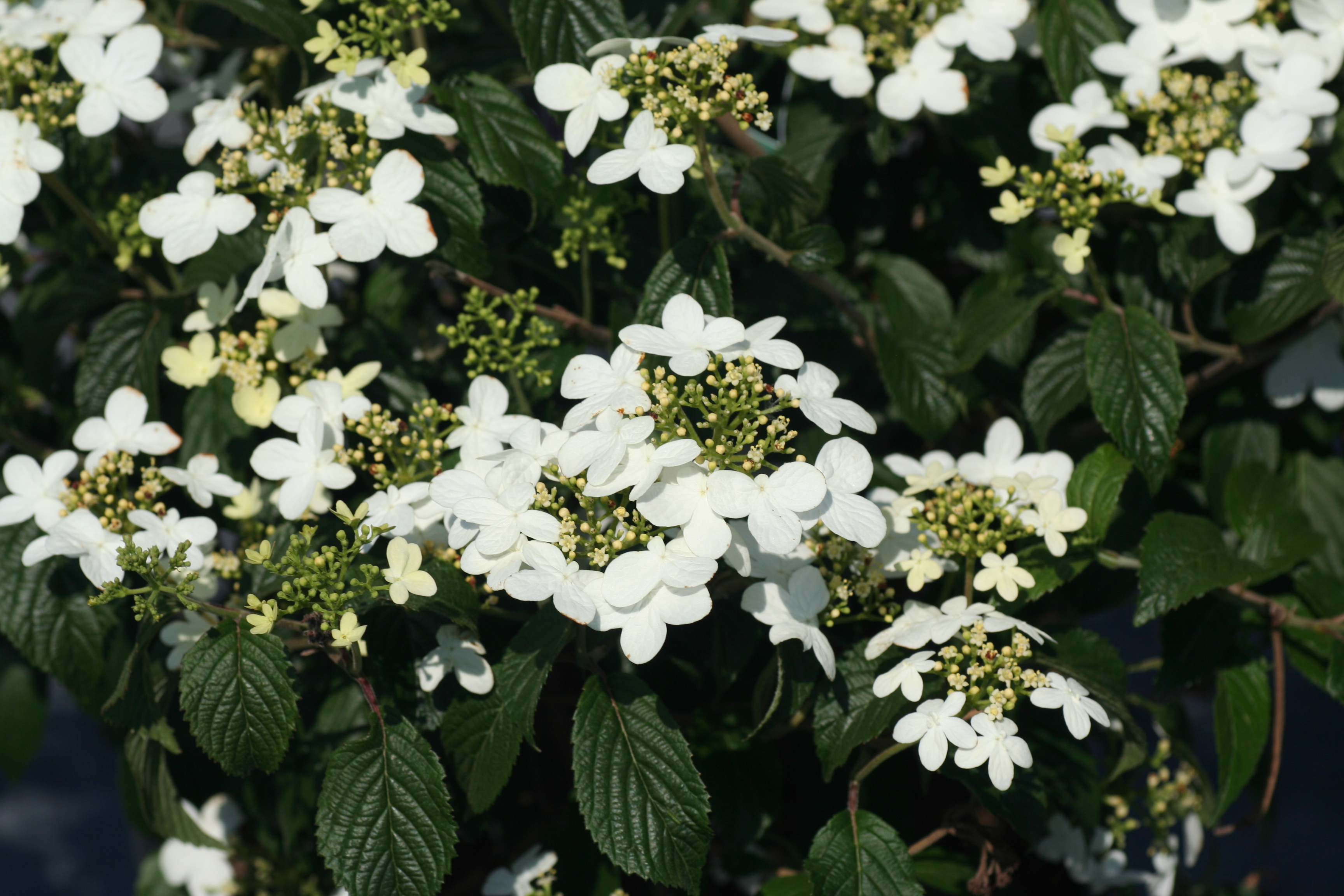Viburnum Summer Snowflake (5171002)