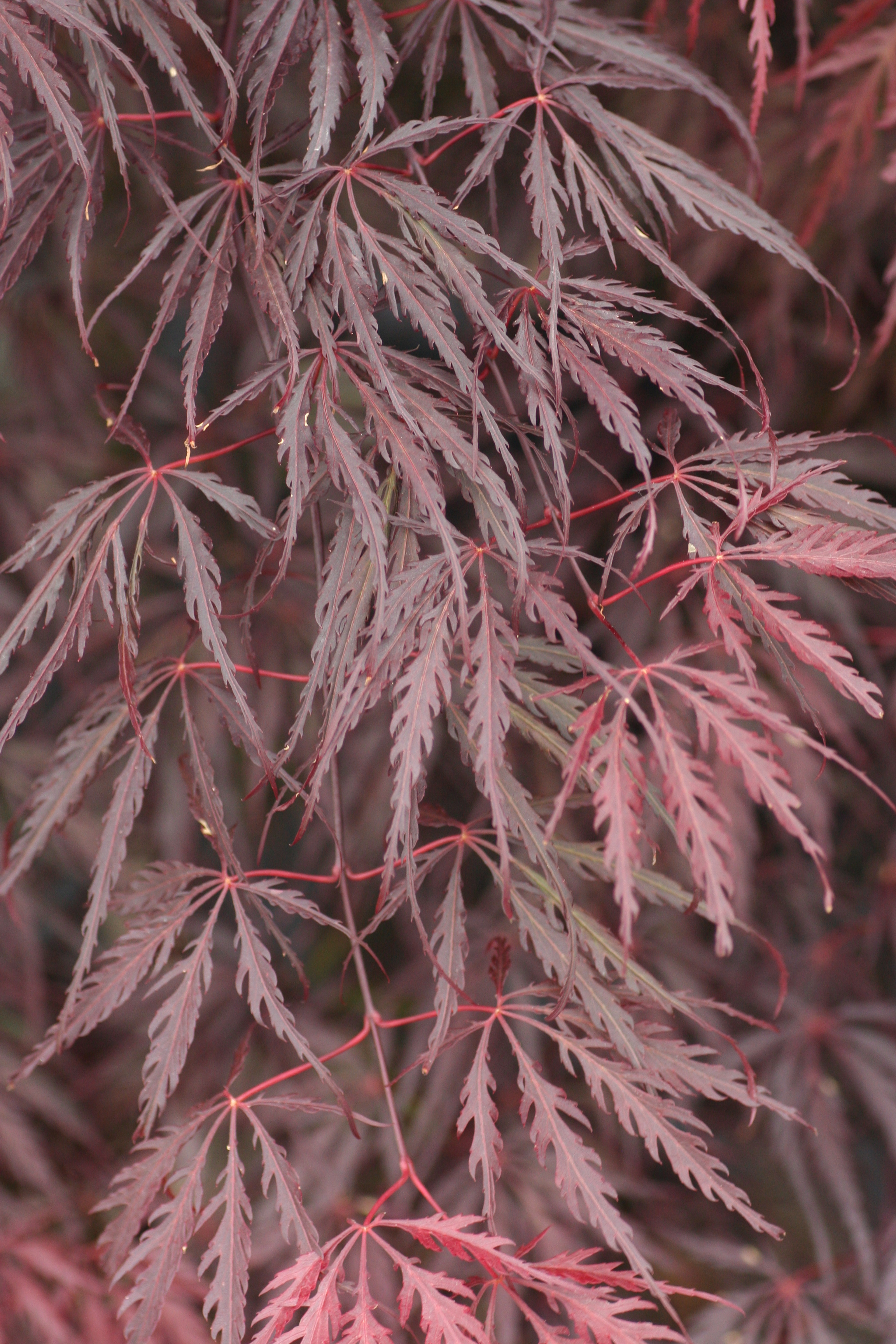Acer-Tamukeyama-4340903