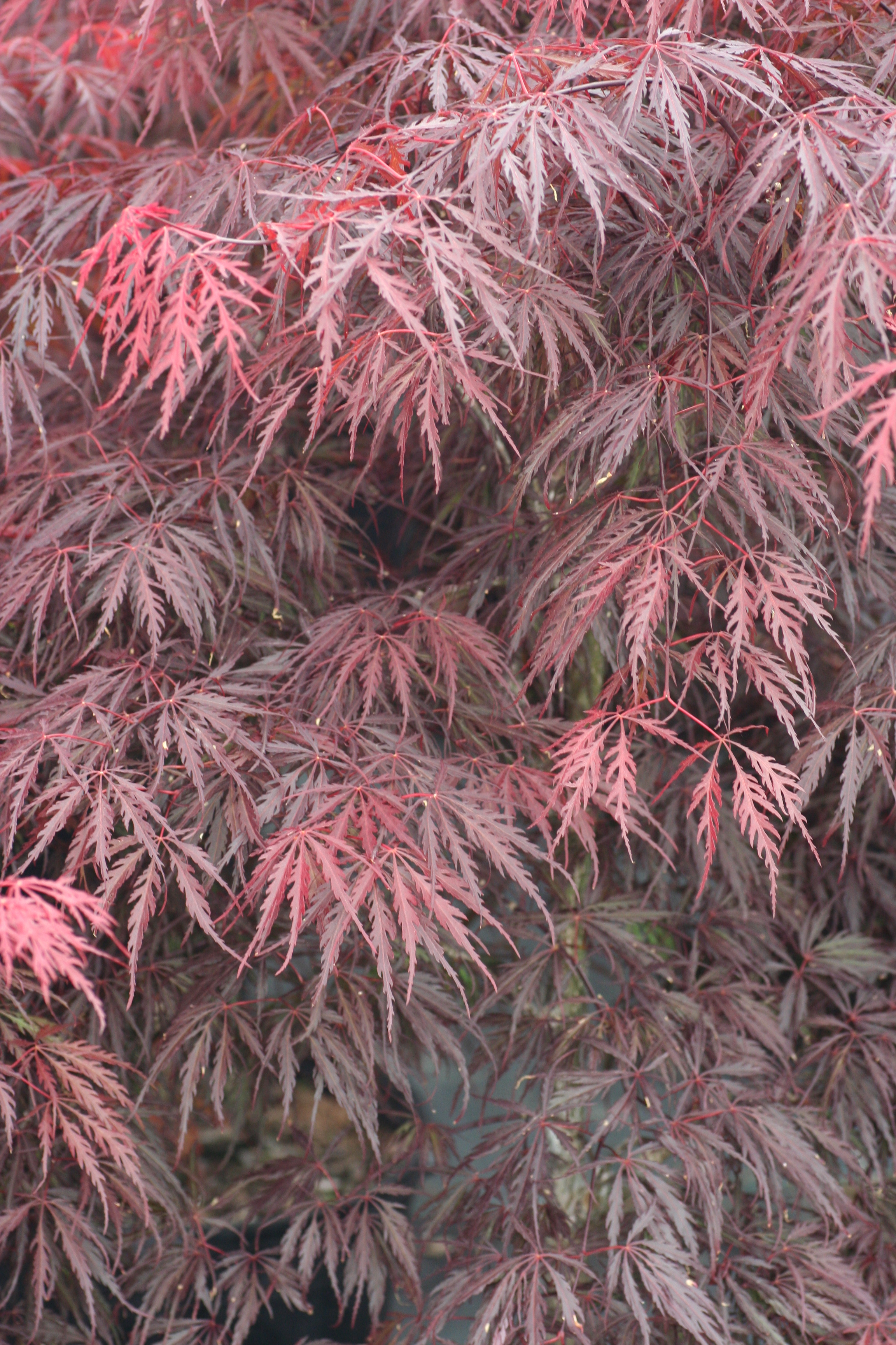 Acer-Tamukeyama-4340901