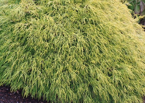 Threadleaf Cedar Golden Mops Threadleaf False Cypress - Handpicked For You