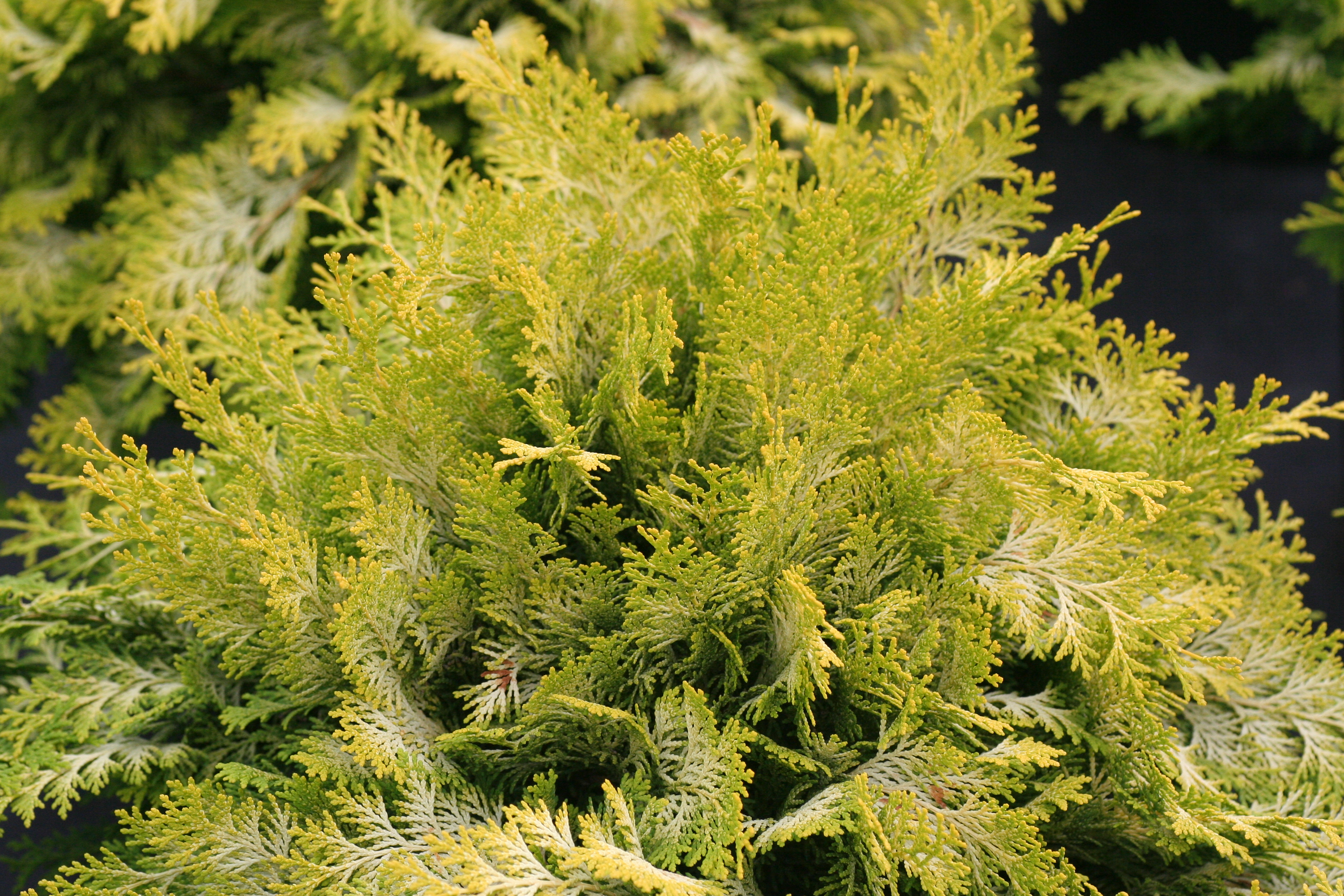 Chamaecyparis Crippsii (9400801)