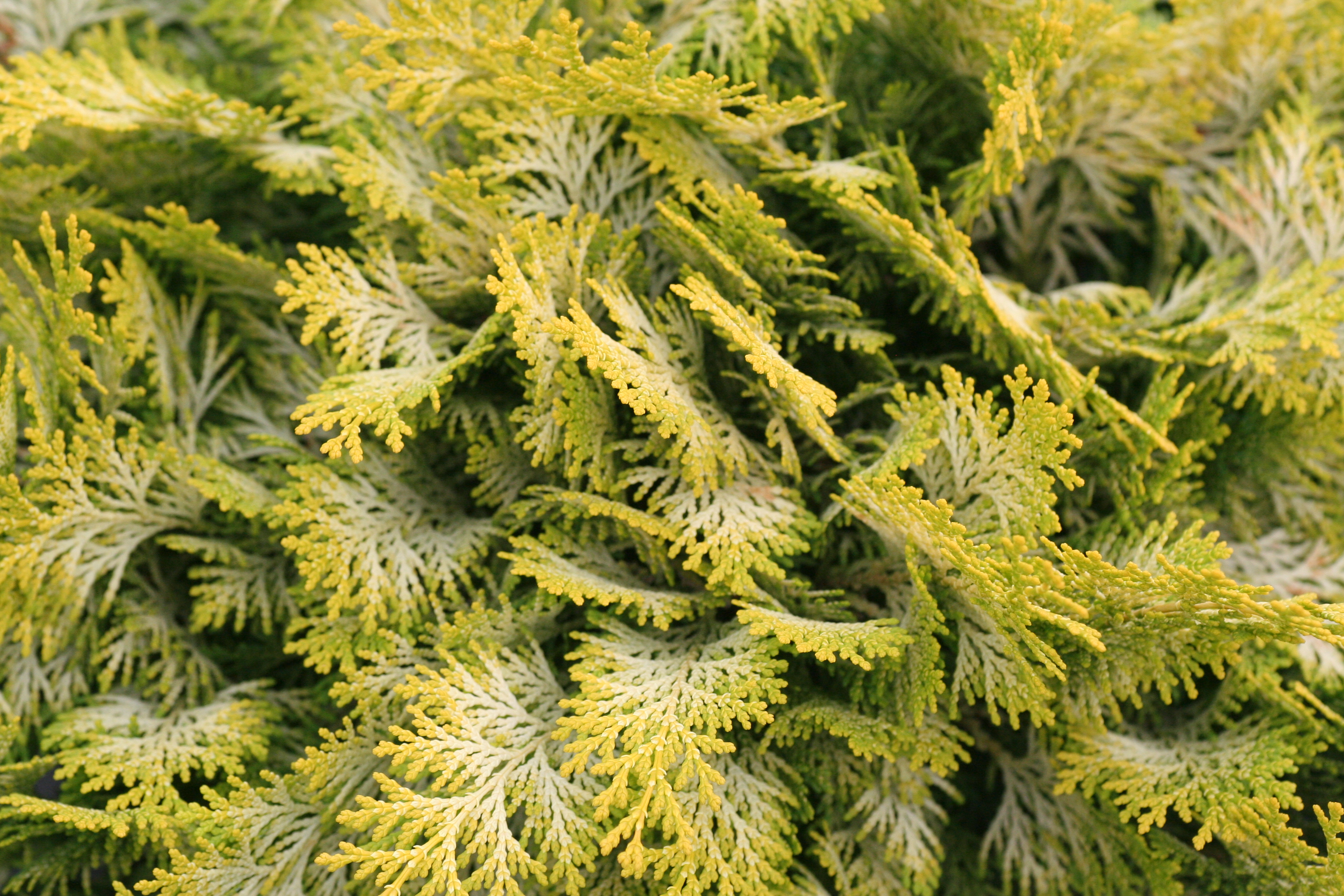 Chamaecyparis Crippsii (9400802)