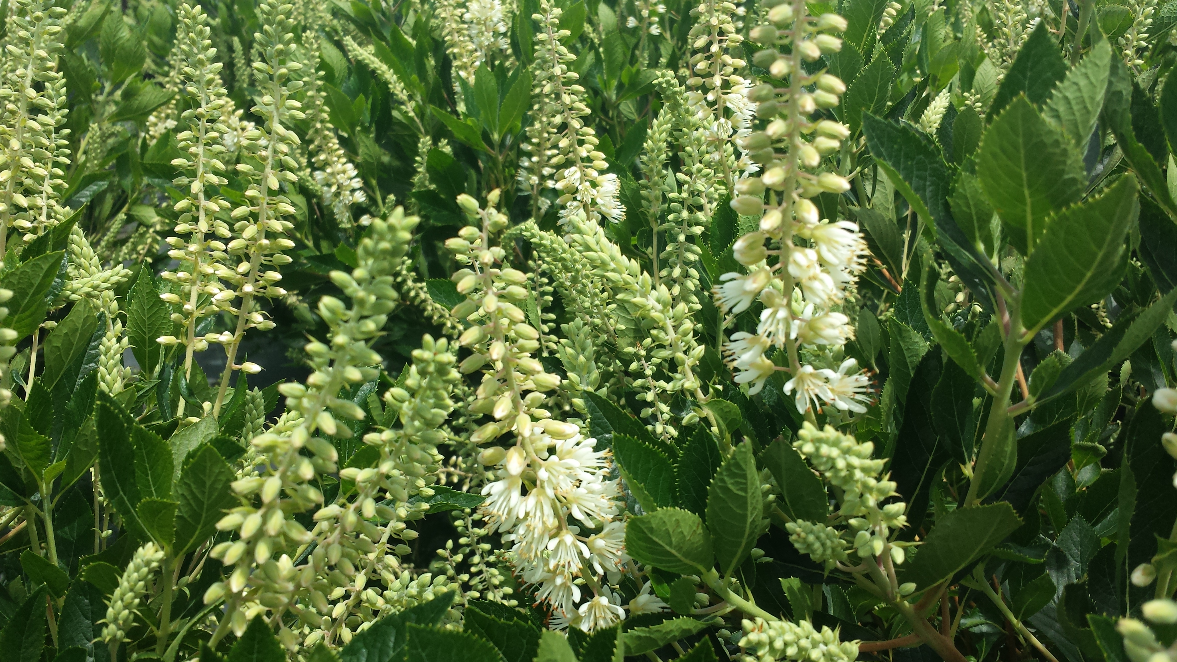 Clethera Hummingbird -3