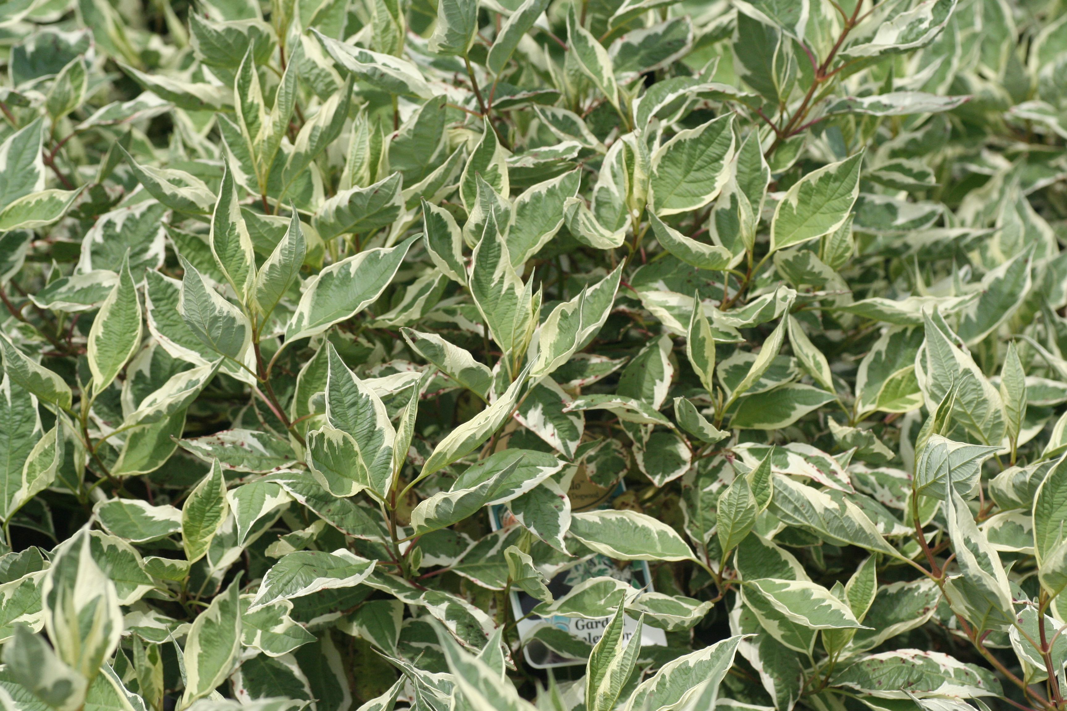 Cornus Ivory Halo (5451002)