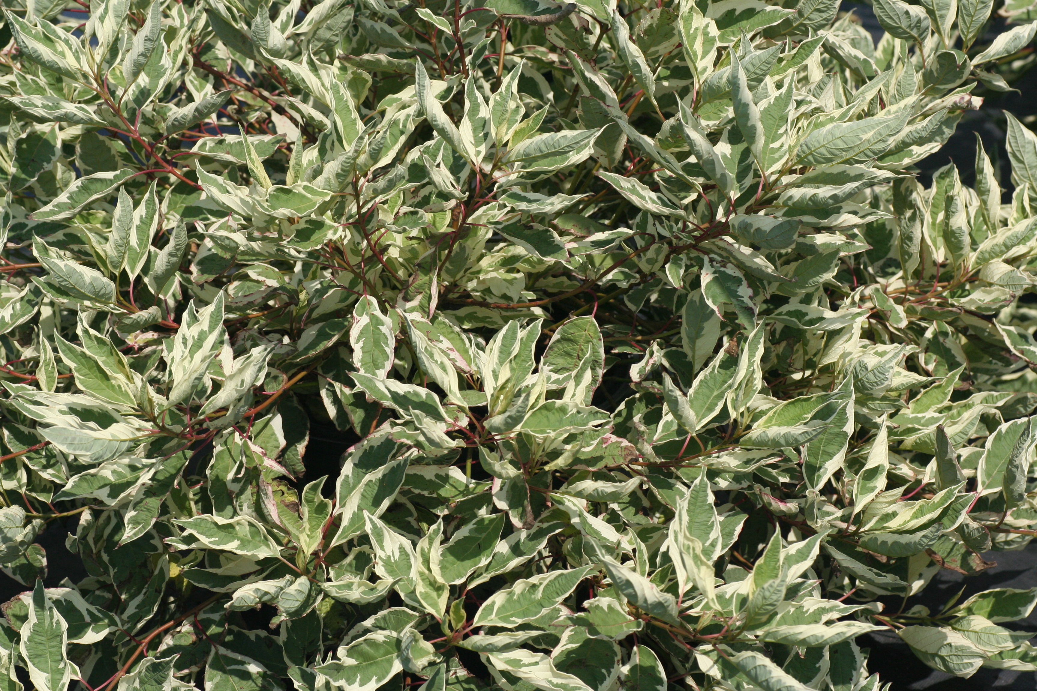 Cornus Ivory Halo (6611001)