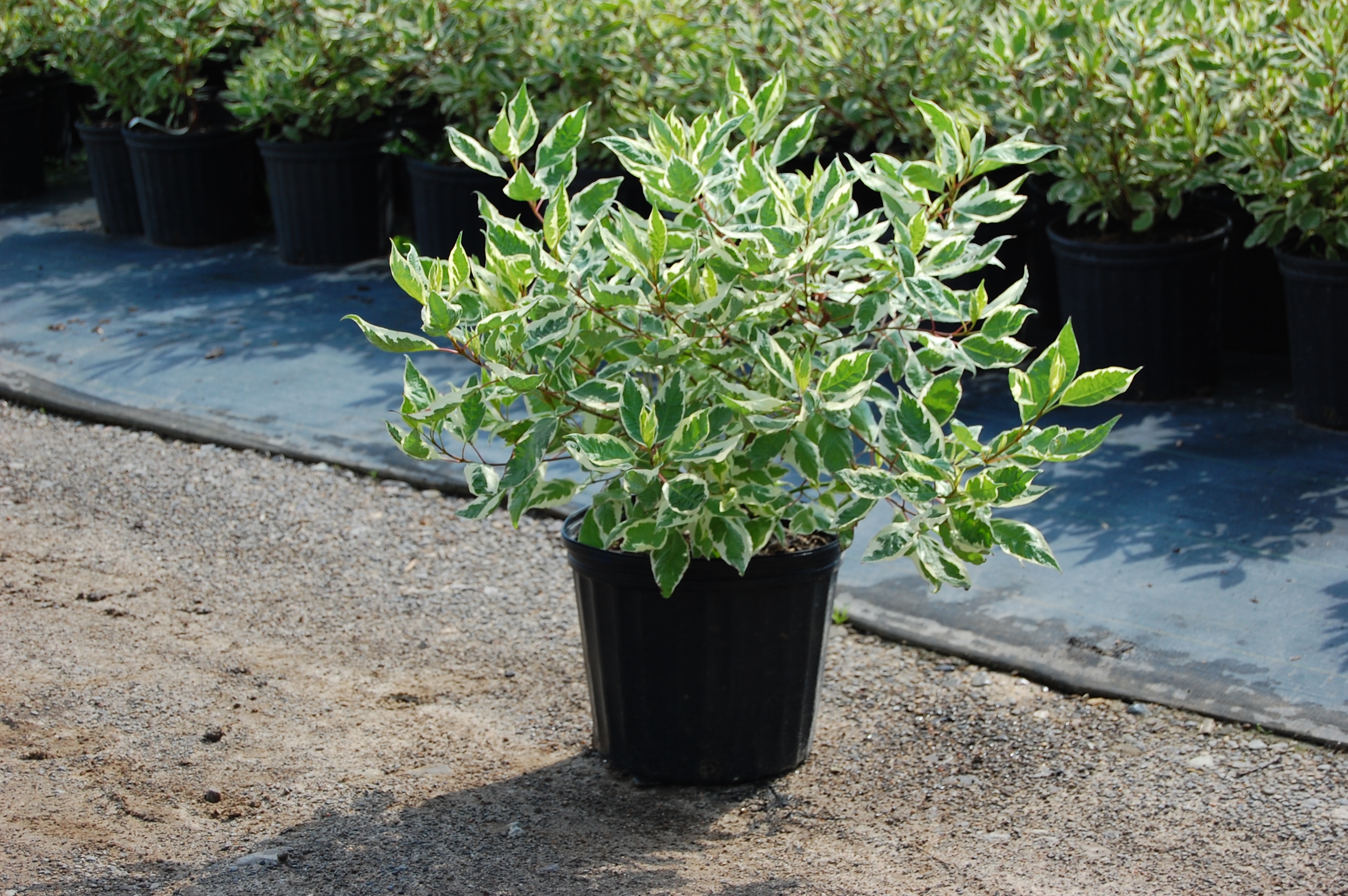 004Dogwood_Ivory Halo