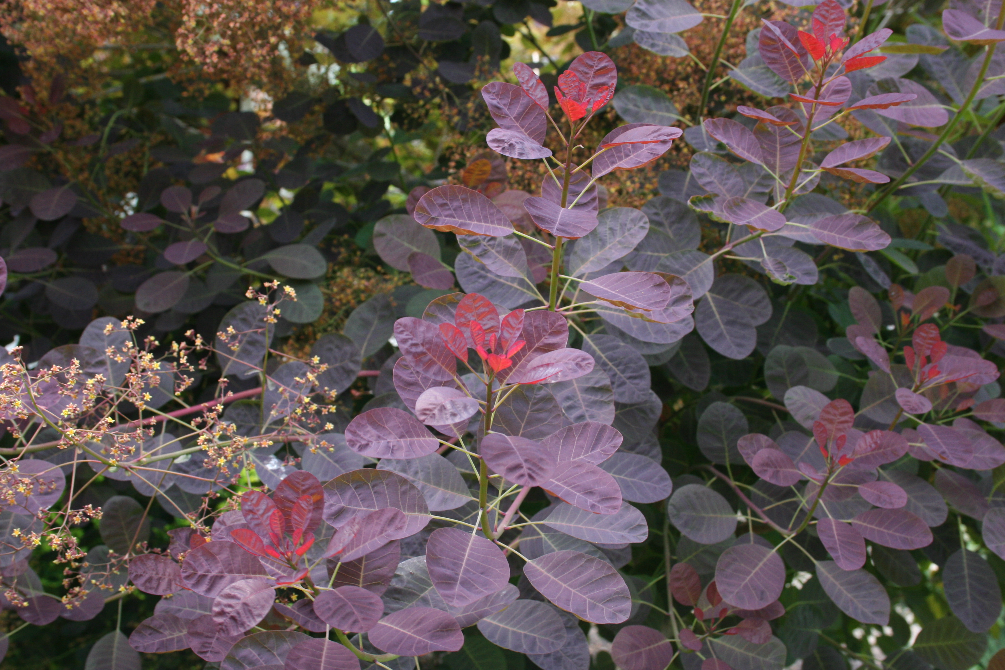 Cotinus Royal Purple (1001CA)