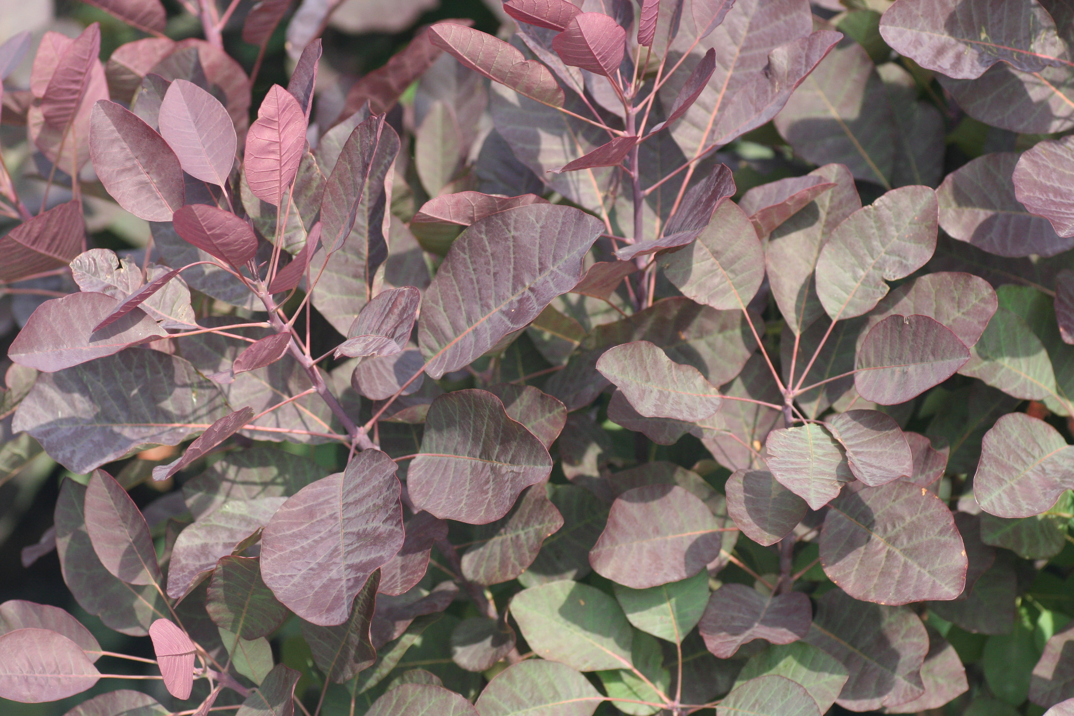 Cotinus Royal Purple (7741002)