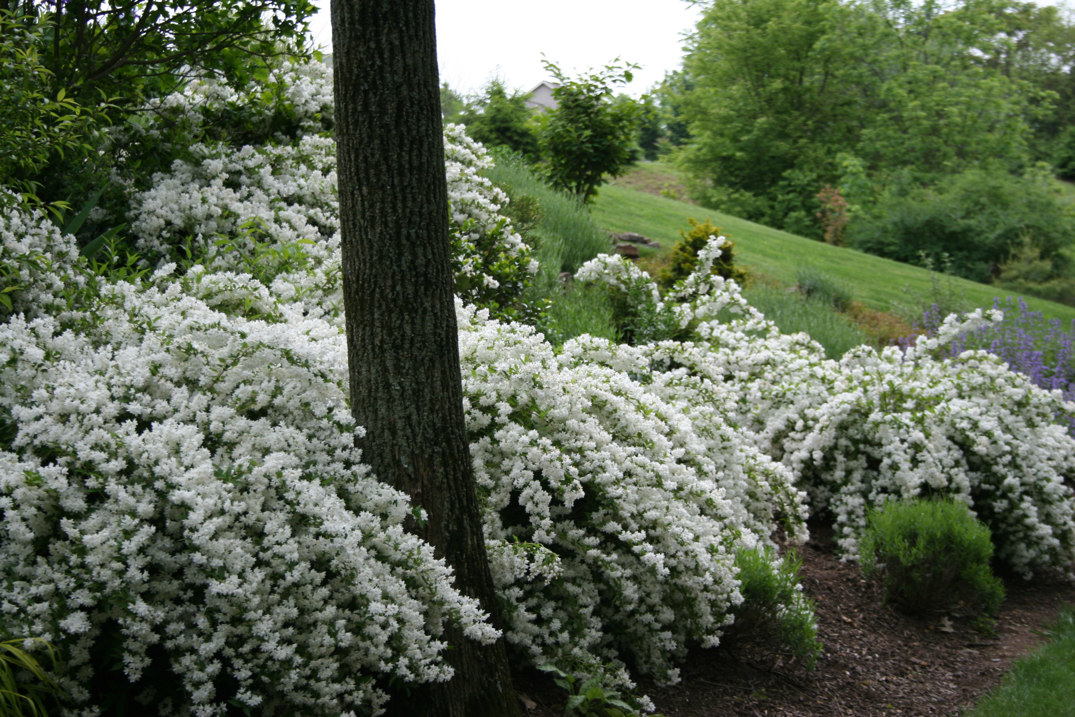 Nikko Slender Deutzia Handpicked For You