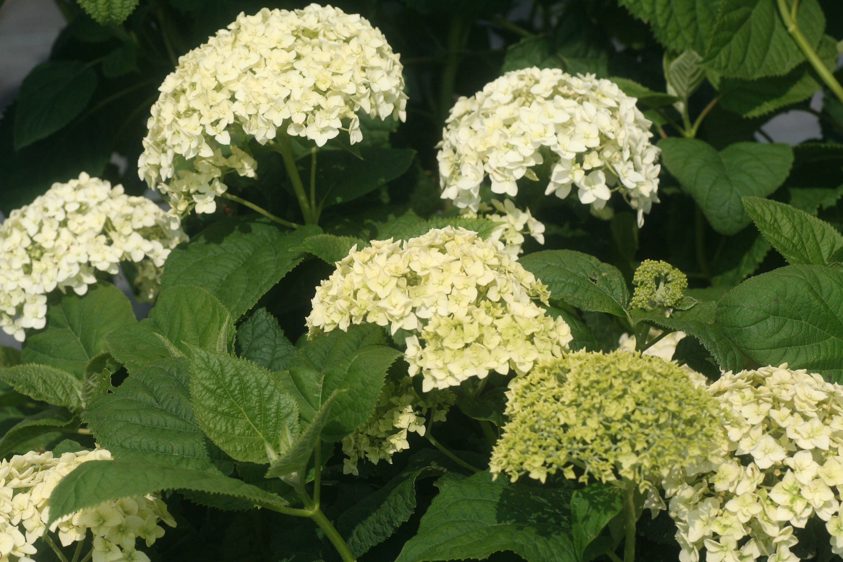 Hydrangea Annabelle (6481009)