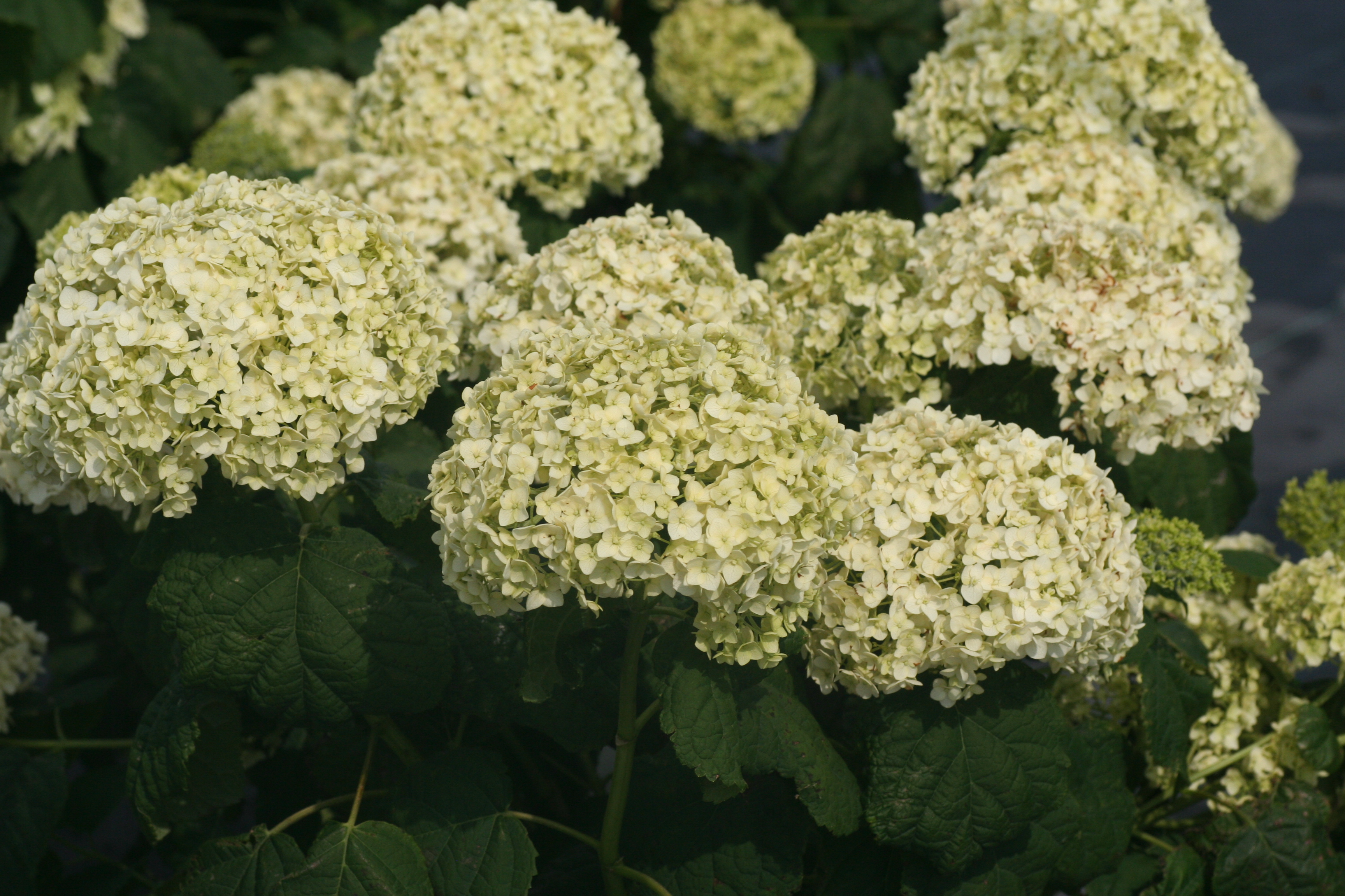 Hydrangea Annabelle (7741003)