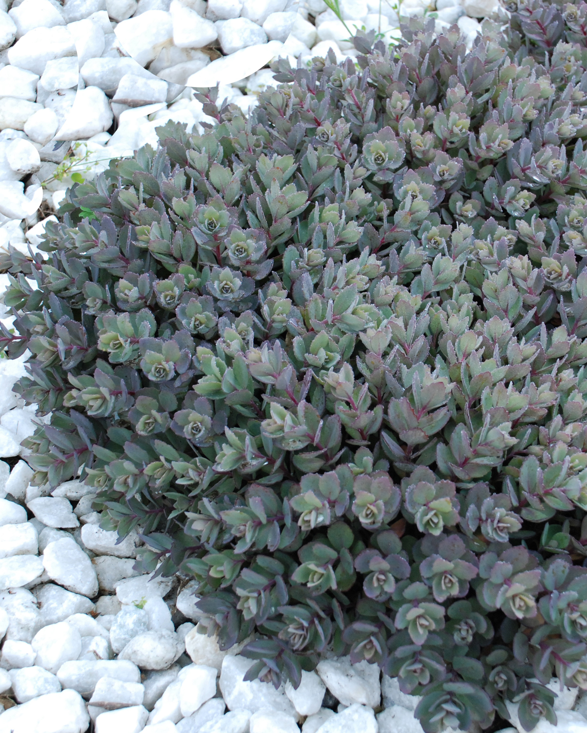 Sedum SunSparkler Dazzleberry (1002W)
