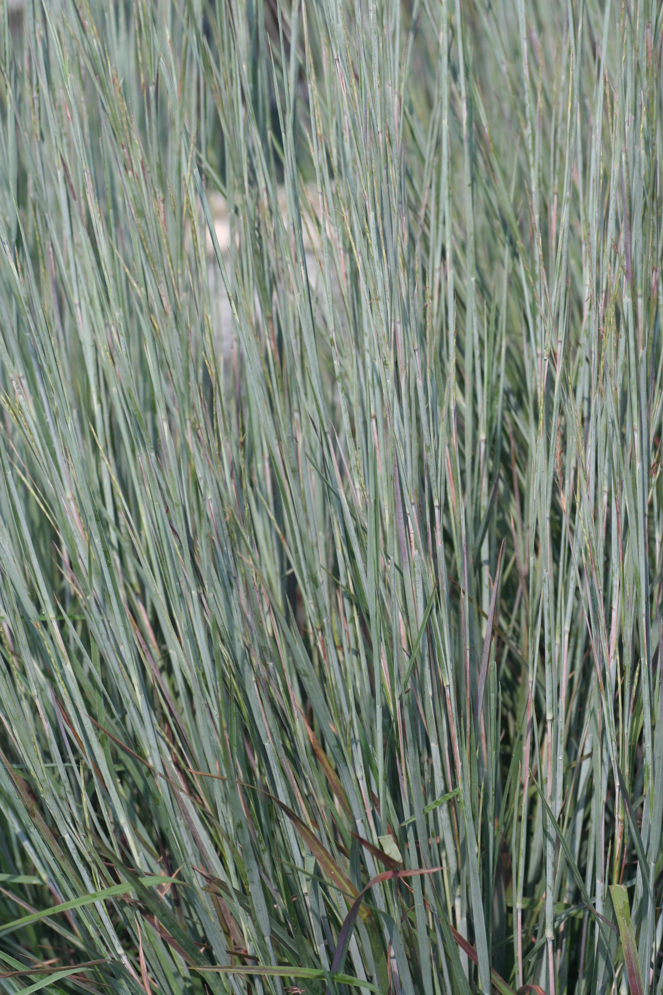 Schizachyrium Standing Ovation (7381001)