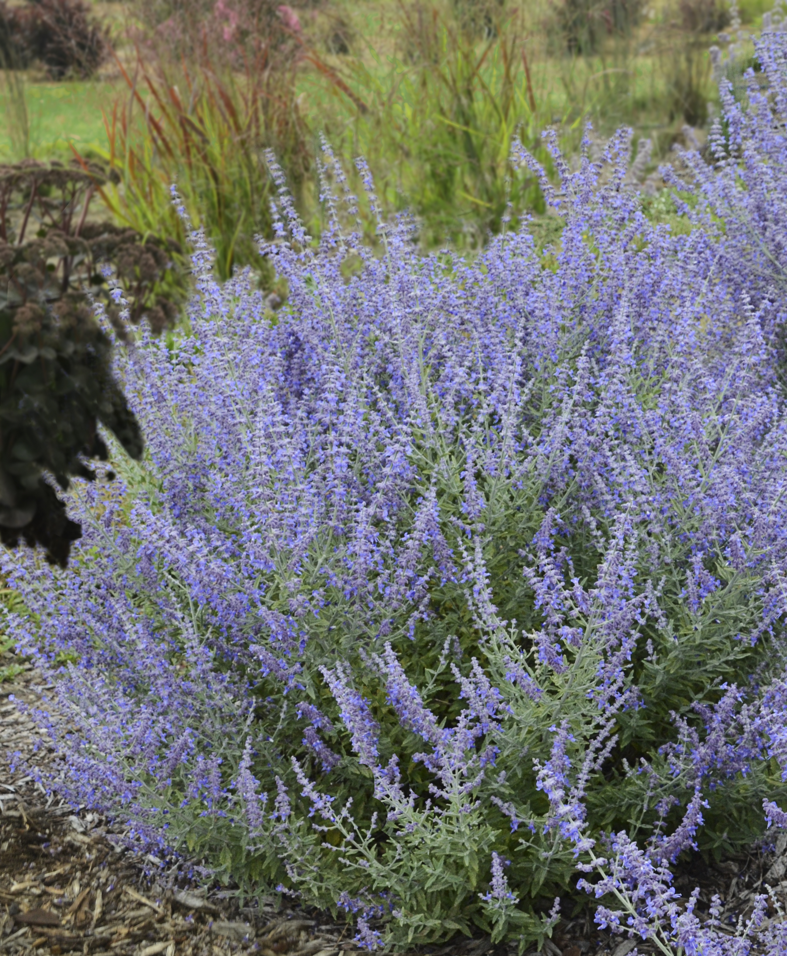 Perovskia Rocketman (1002W)