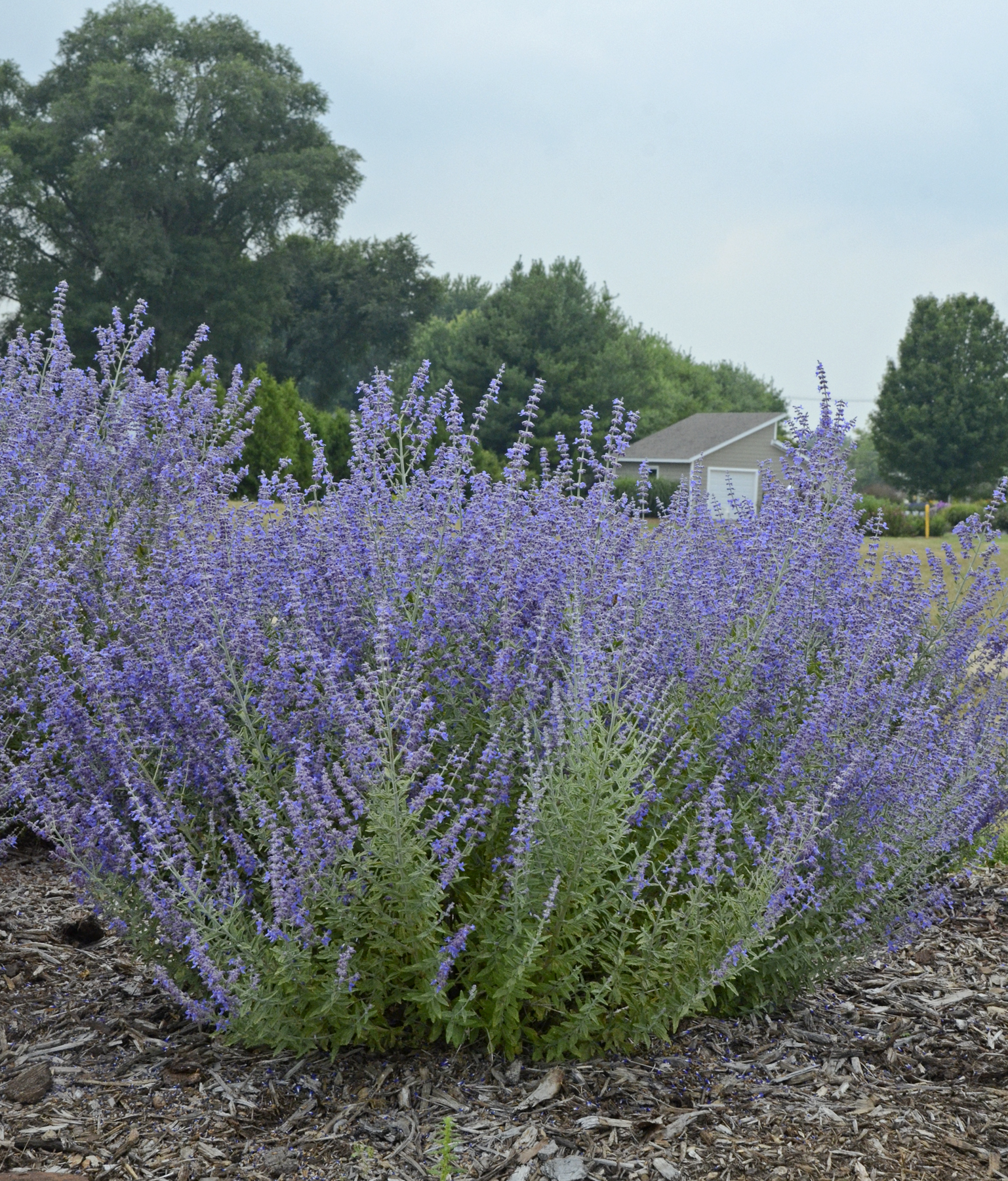 Perovskia Rocketman (xperoroc-1) (2)