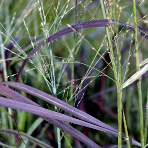 Panicum Ruby Ribbons (1001EC)