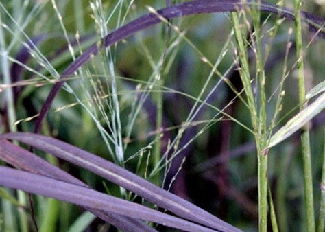 Red Ribbons Switchgrass Ruby Ribbons Switch Grass - Handpicked For You