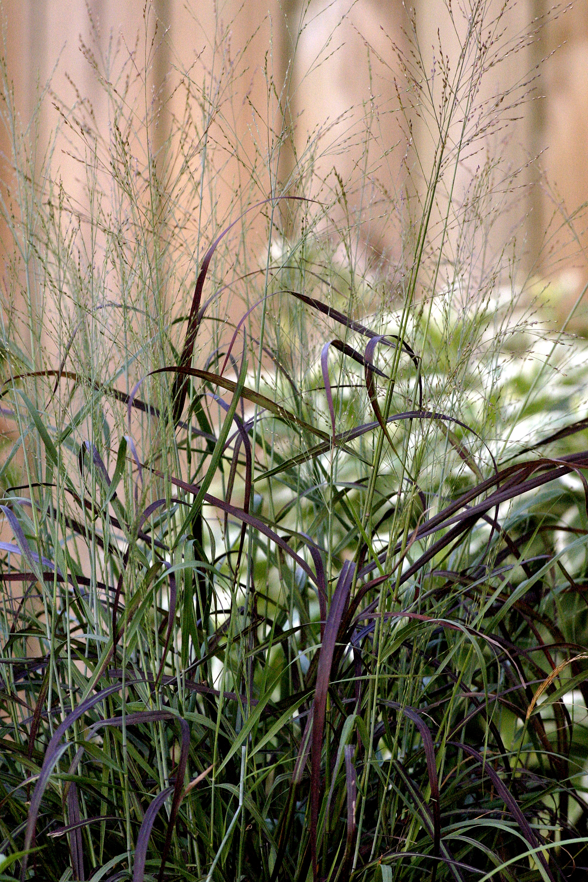 Panicum Ruby Ribbons (1001EC).jpg
