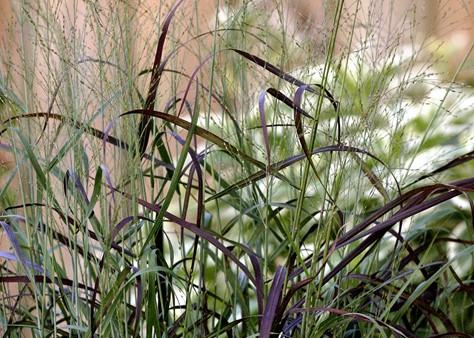 Panicum Virgatum Ruby Ribbons