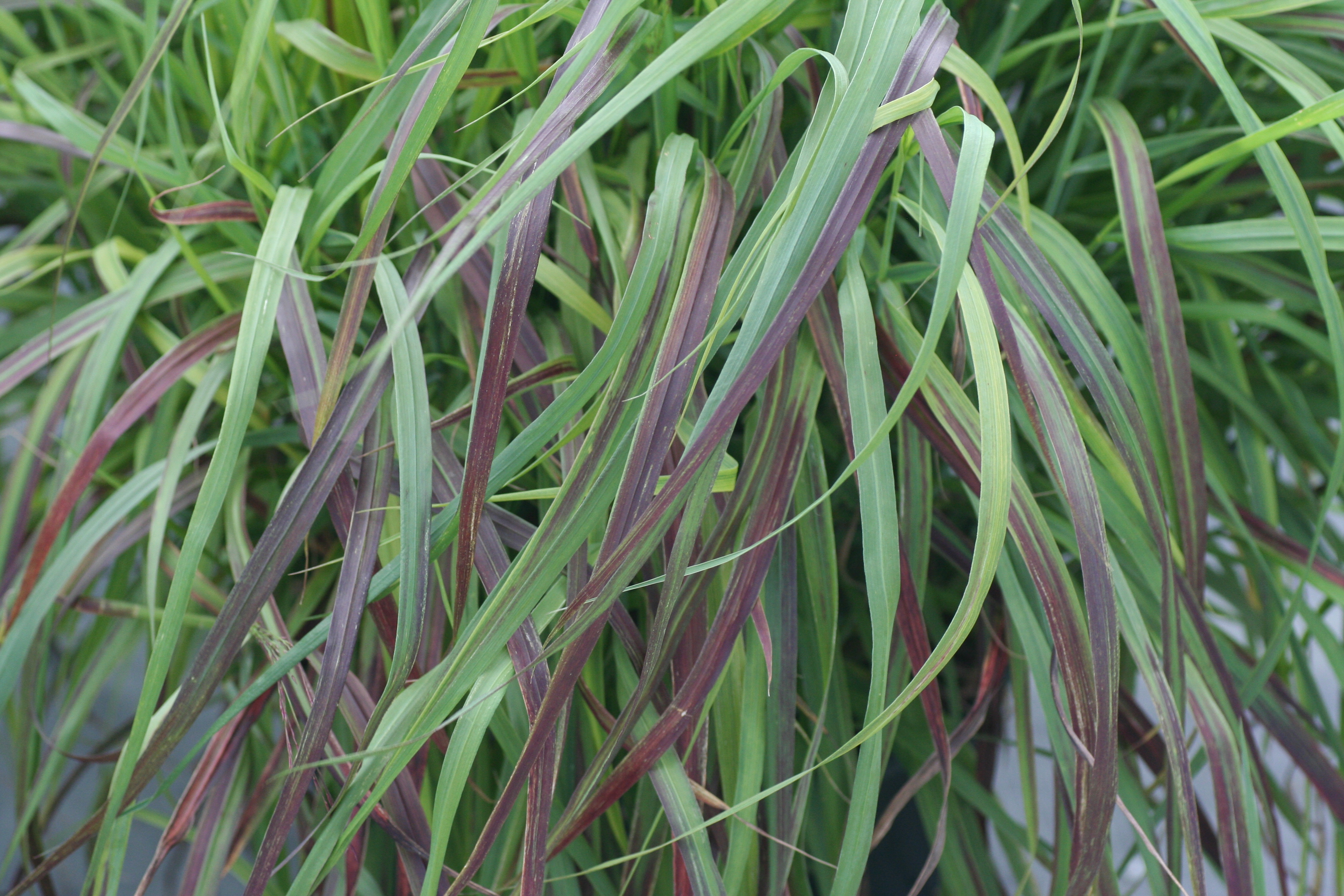 Panicum Ruby Ribbons (7221003)