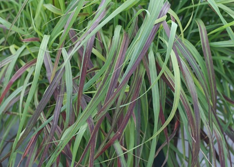 Ruby Ribbons Switch Grass - Handpicked For You