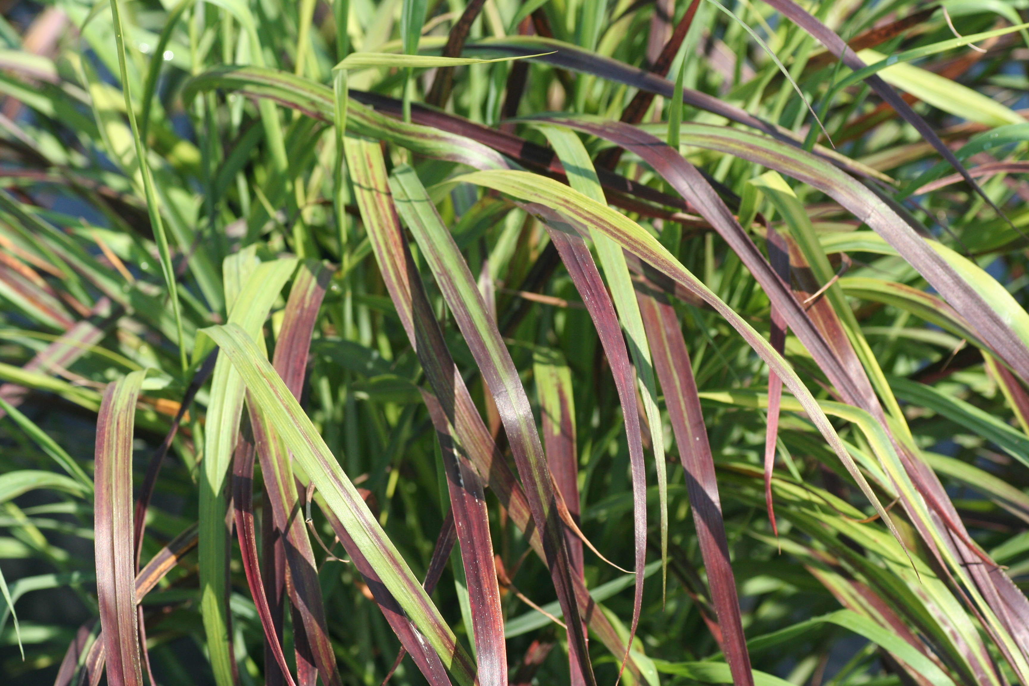 Panicum Ruby Ribbons (7791008)
