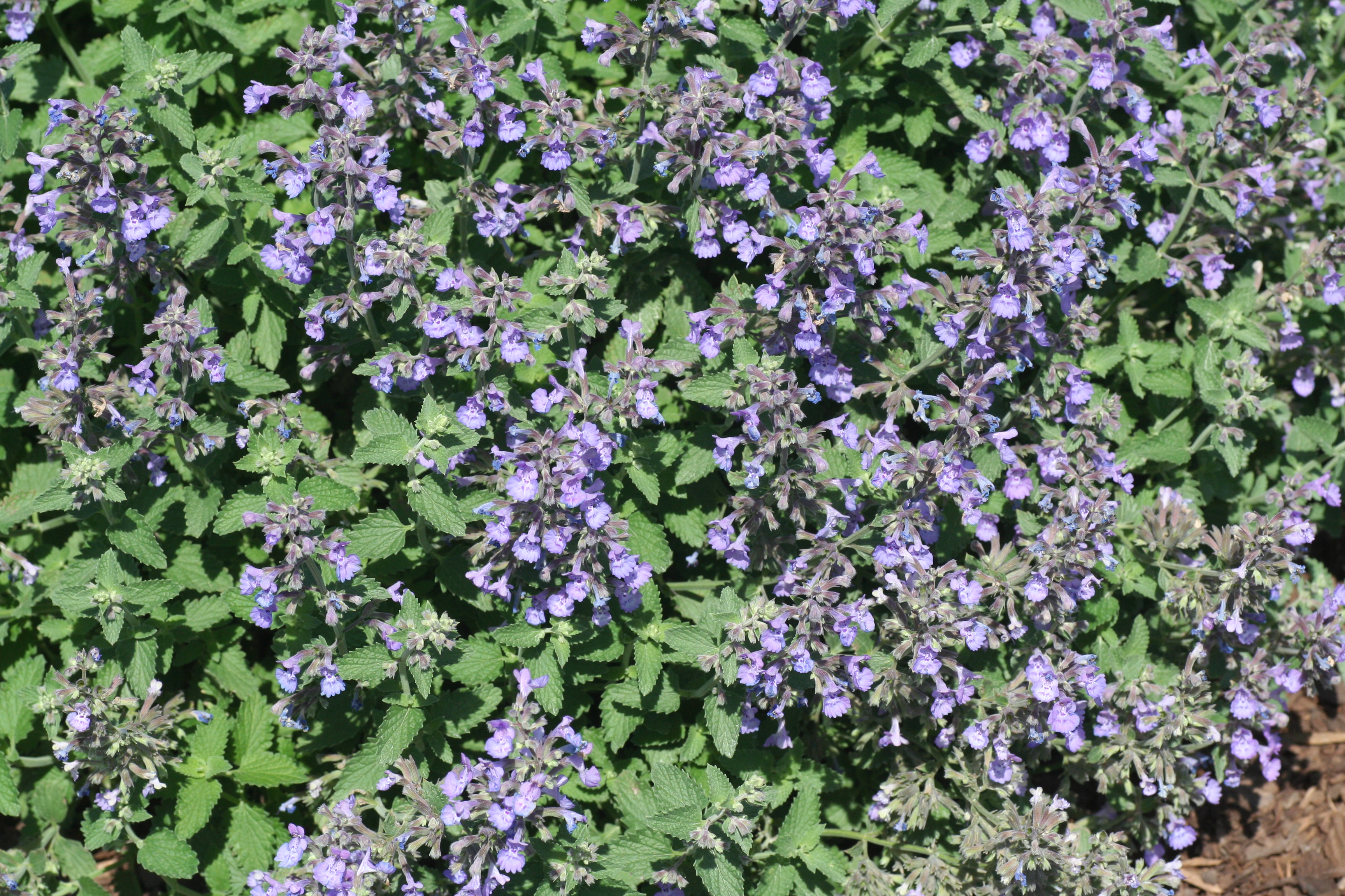 Nepeta Walker's Low (2320705) - Copy