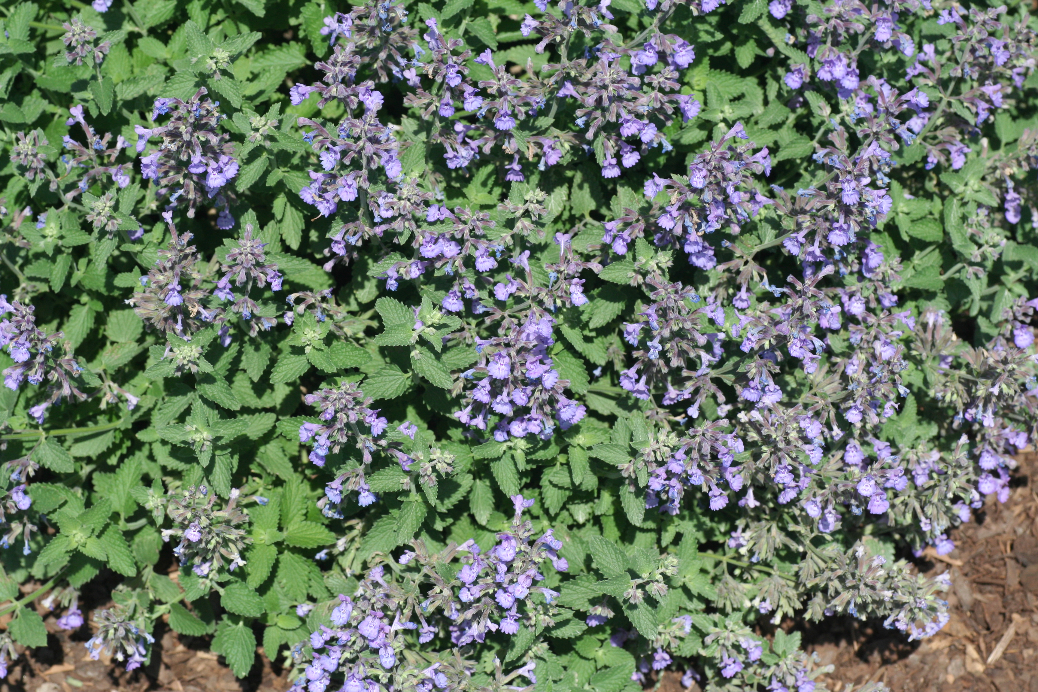 Nepeta Walker's Low (2320708)