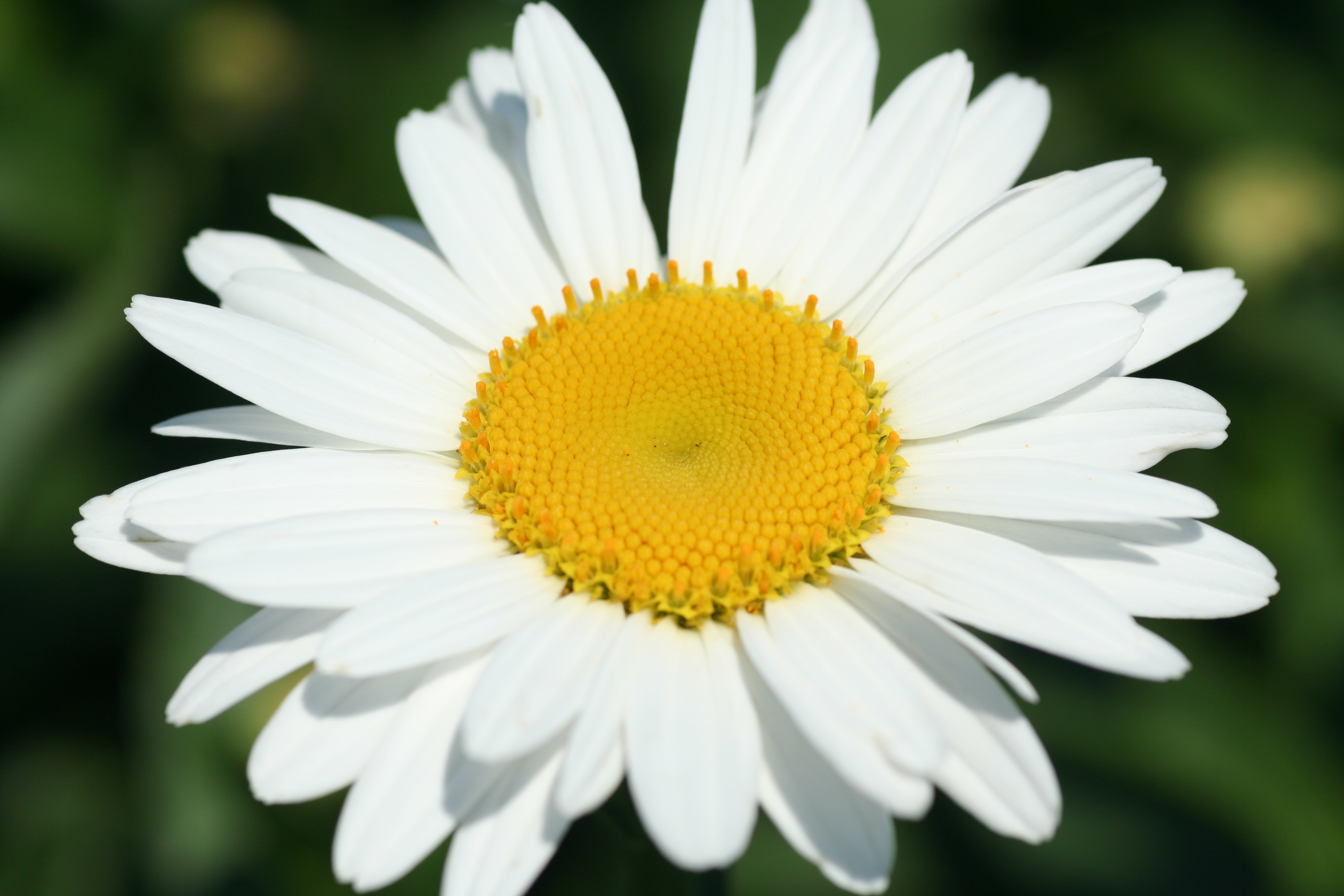 Leucanthemum Becky (0604)