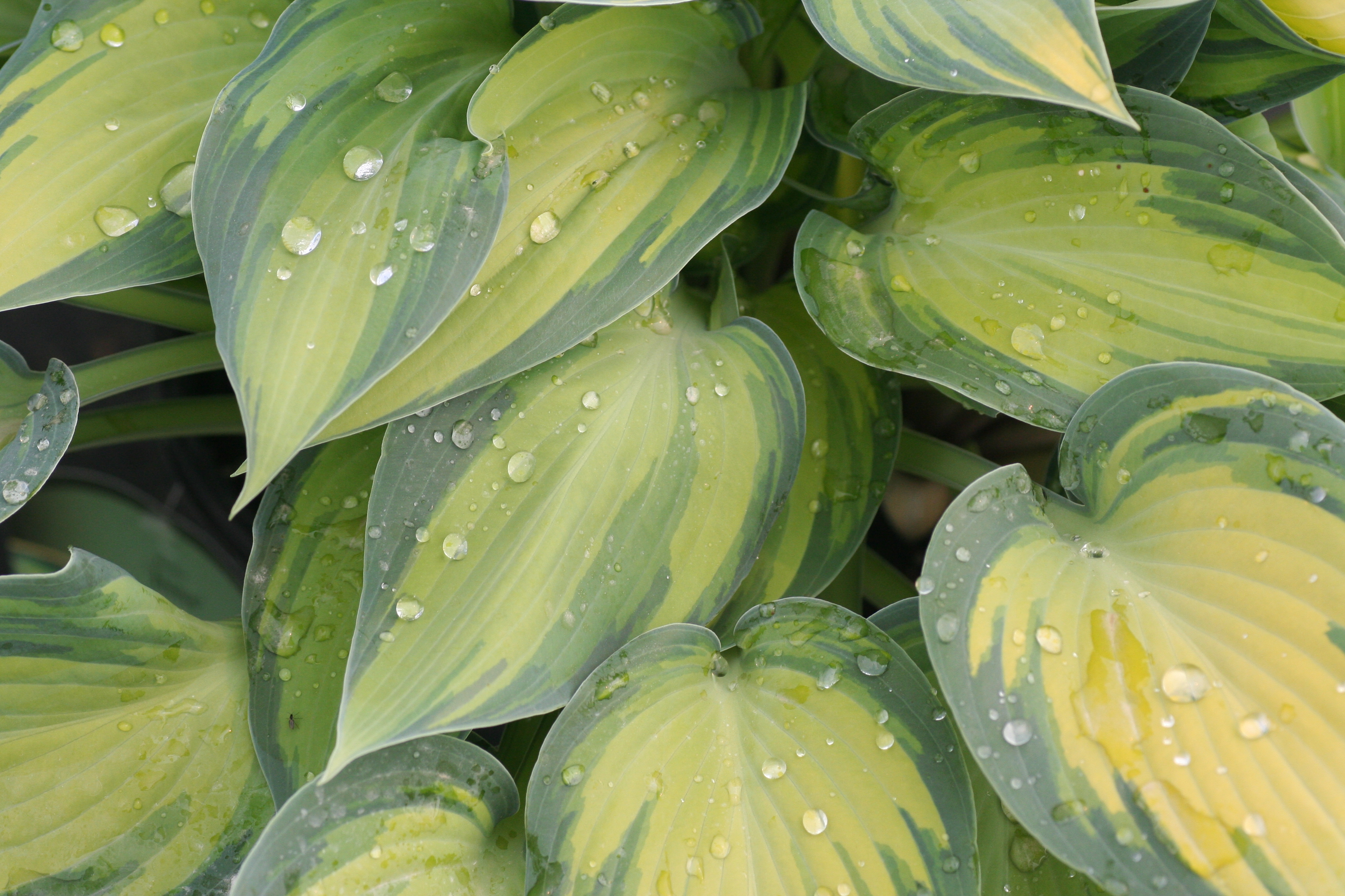 Hosta June (6061103)