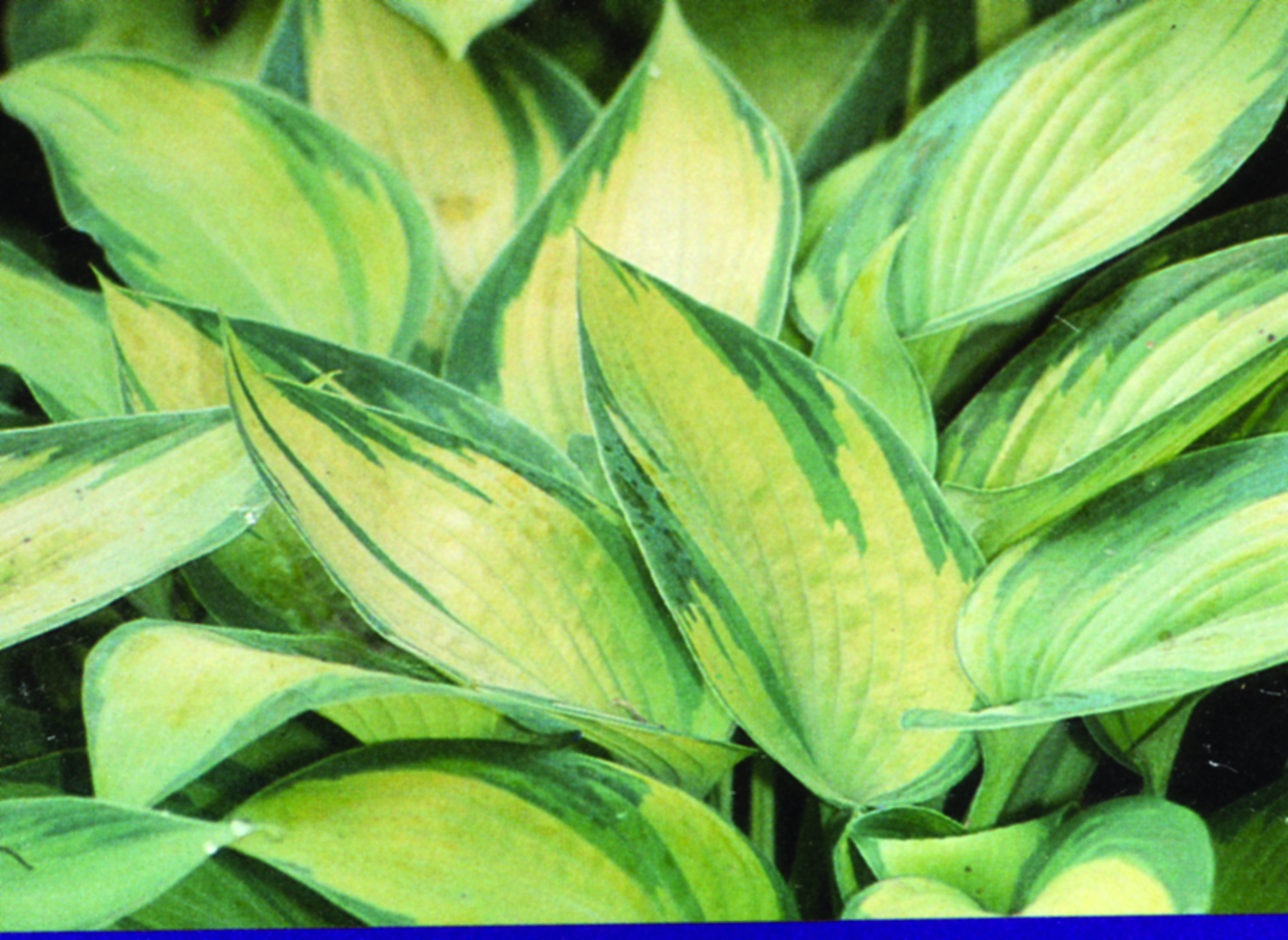 Hosta - June