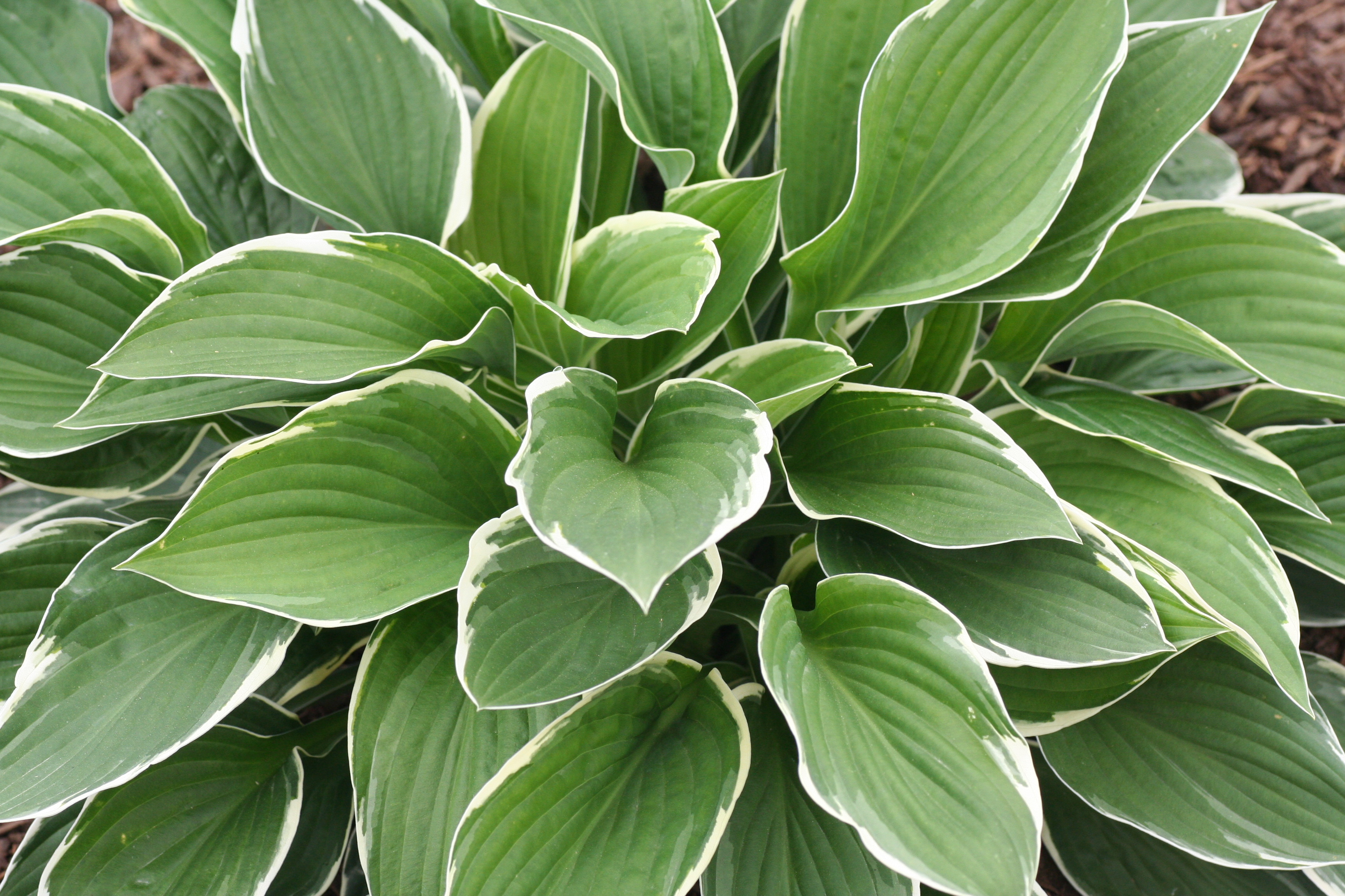Hosta Francee (0705)