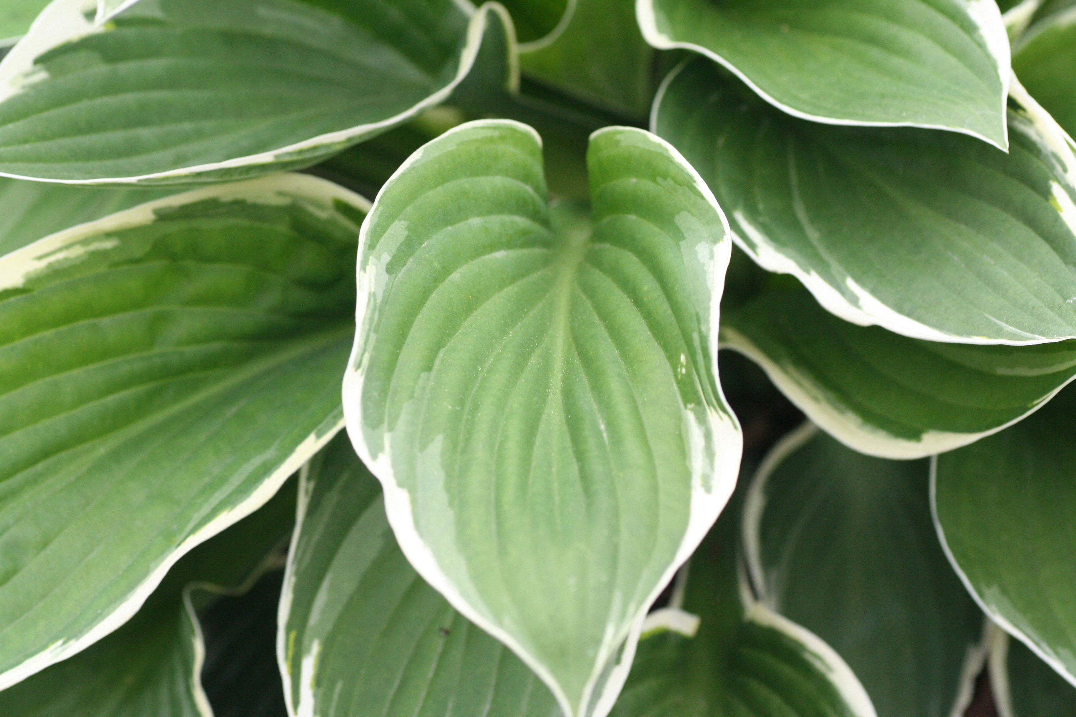 Hosta Francee (0712)