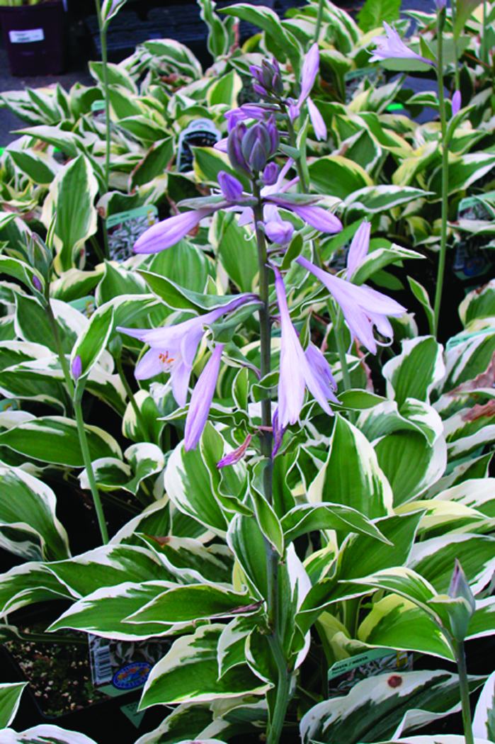Hosta.Patriot