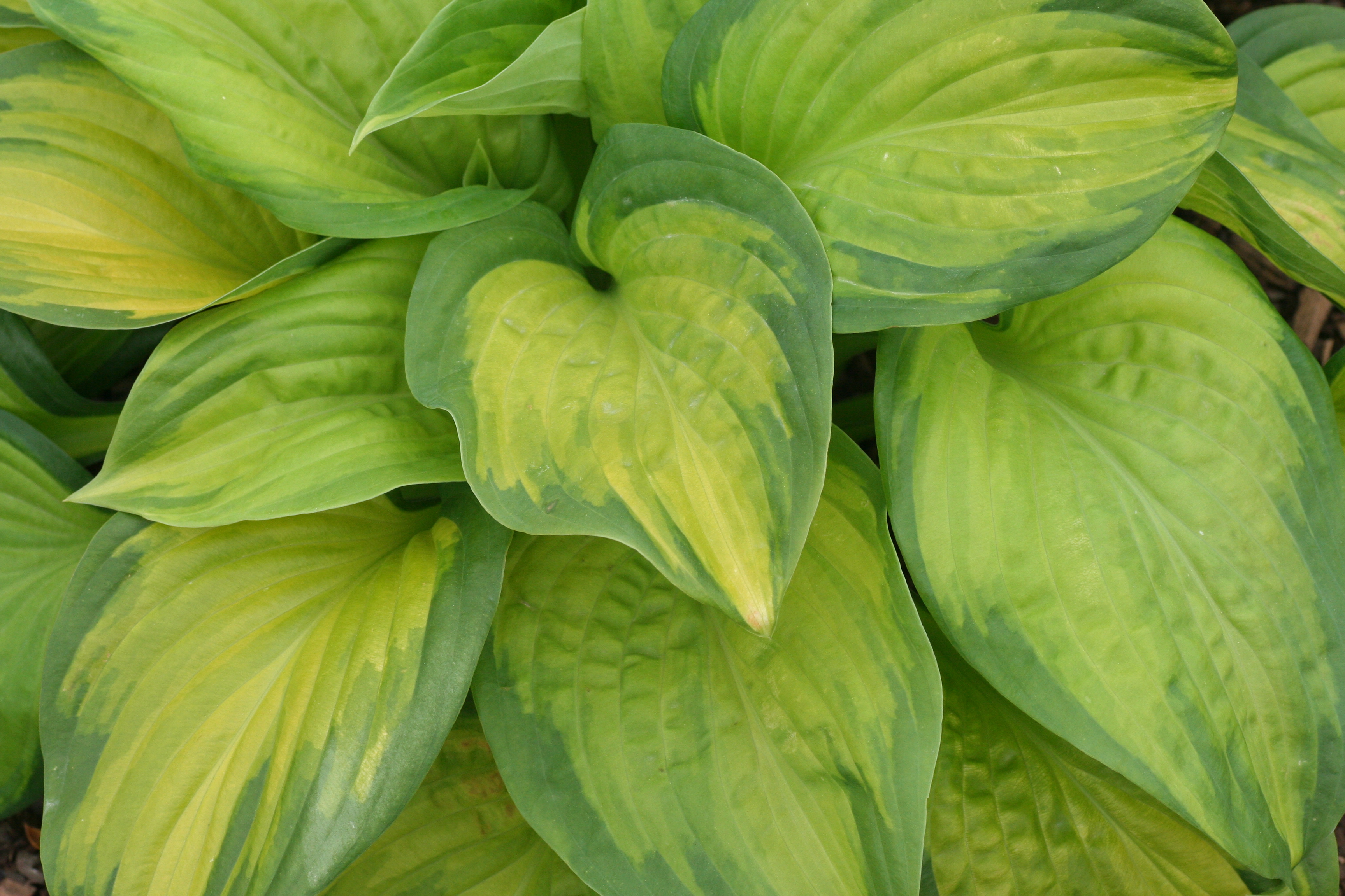 Hosta Stained Glass (0708)