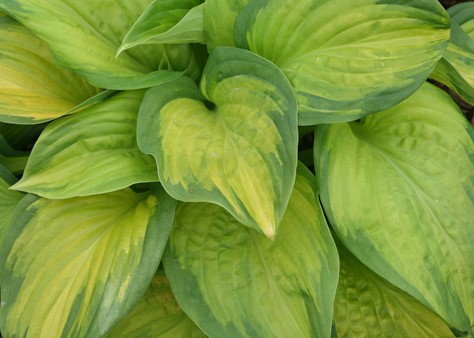 Hosta Stained Glass (0708)
