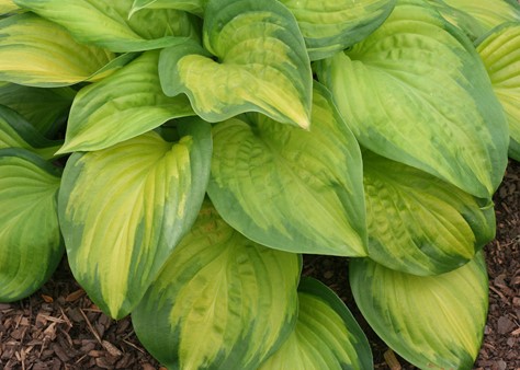 Hosta Stained Glass (0709)