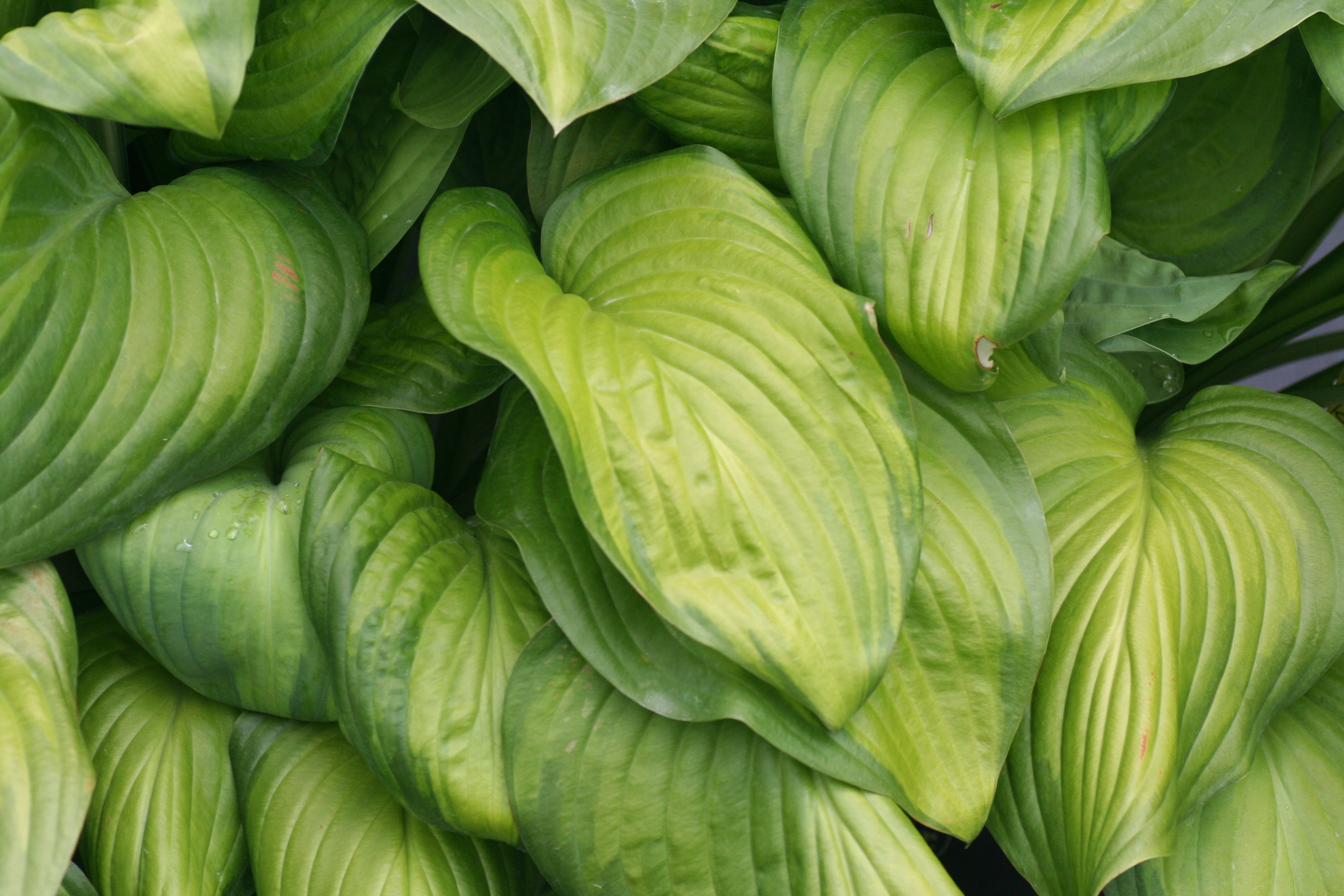 Hosta Guacamole (5461001)