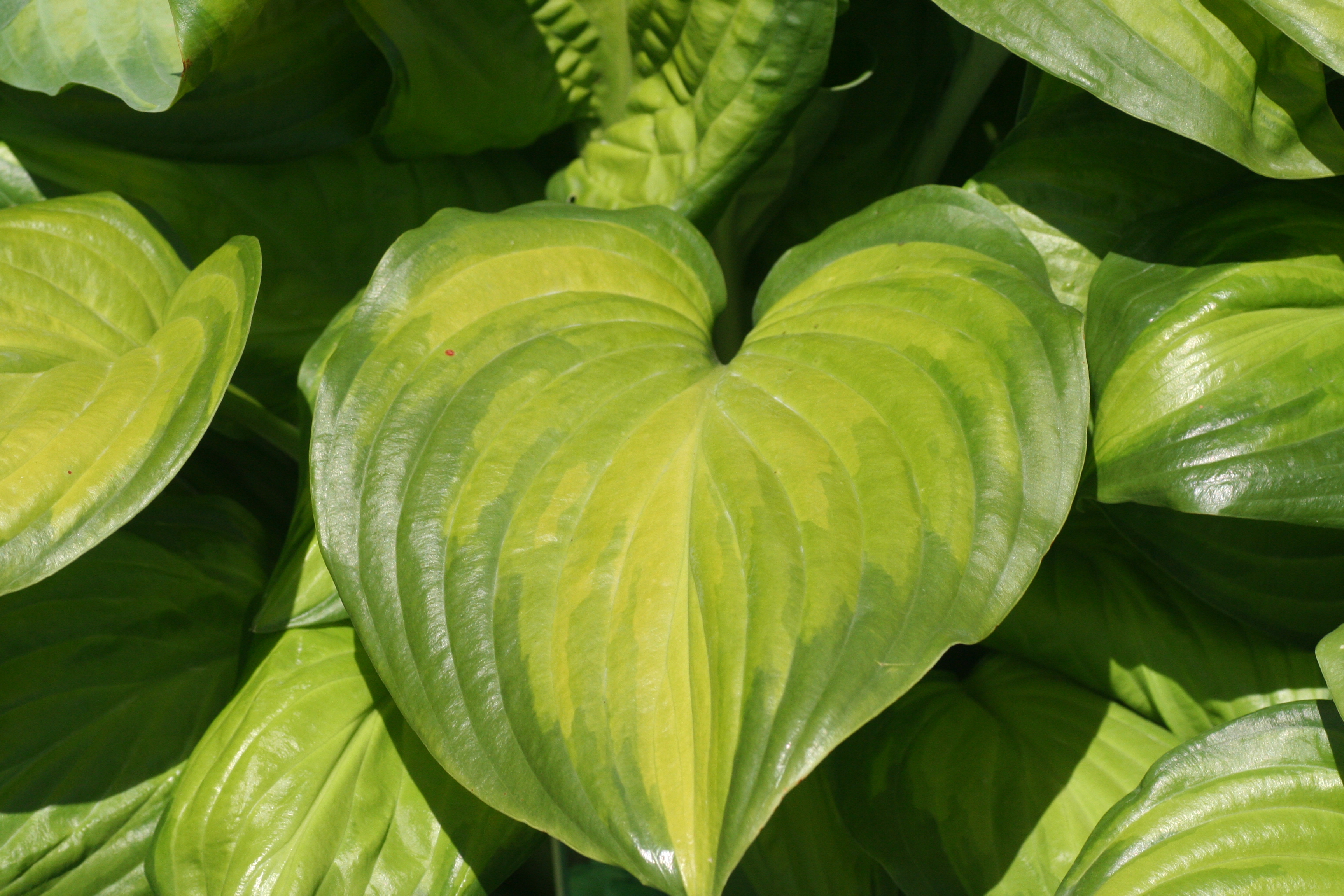 Hosta Guacamole (6271002)