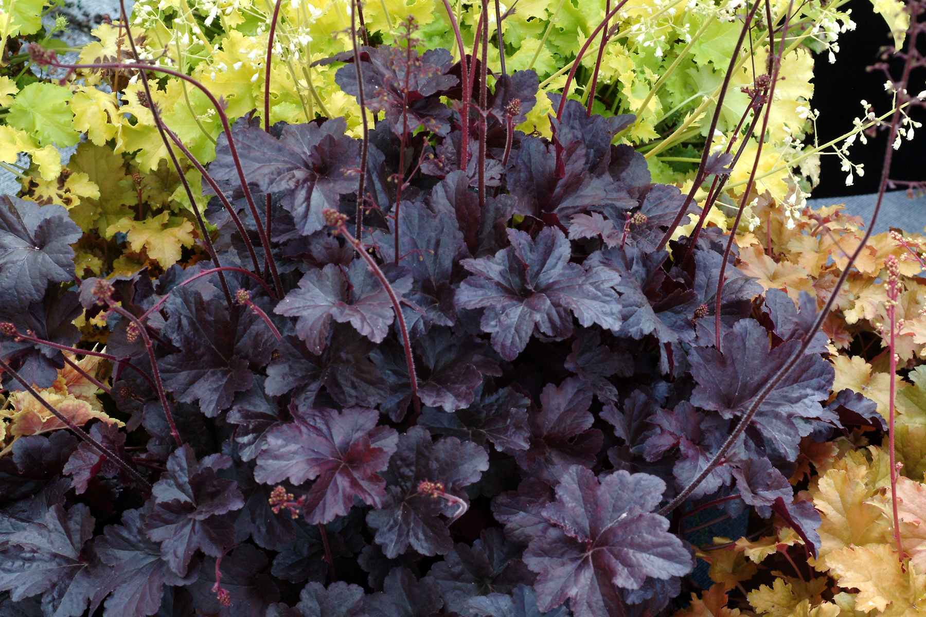 Heuchera Obsidian (0906TN)