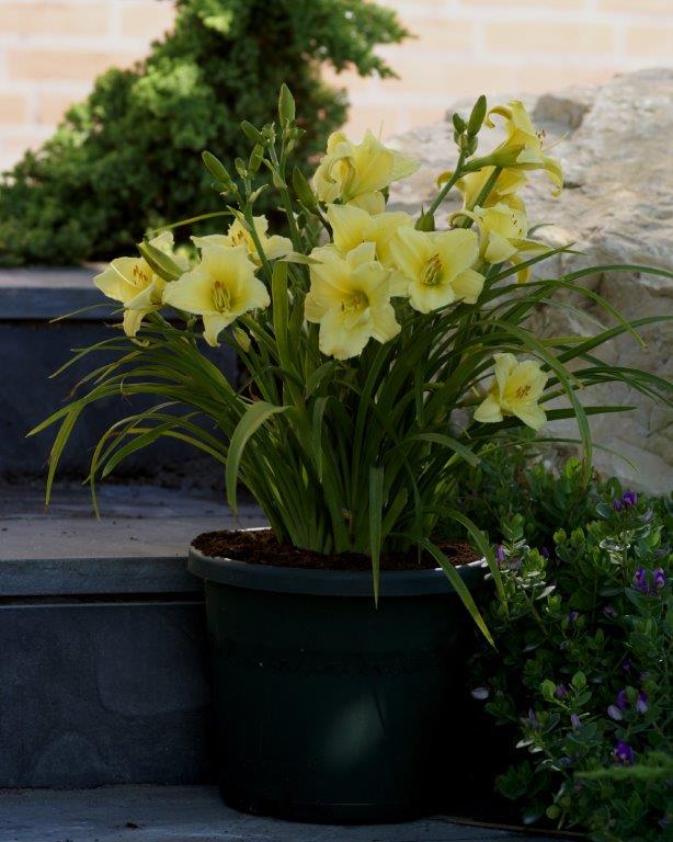 Hemerocallis Fragrant Returns (1001PG) small