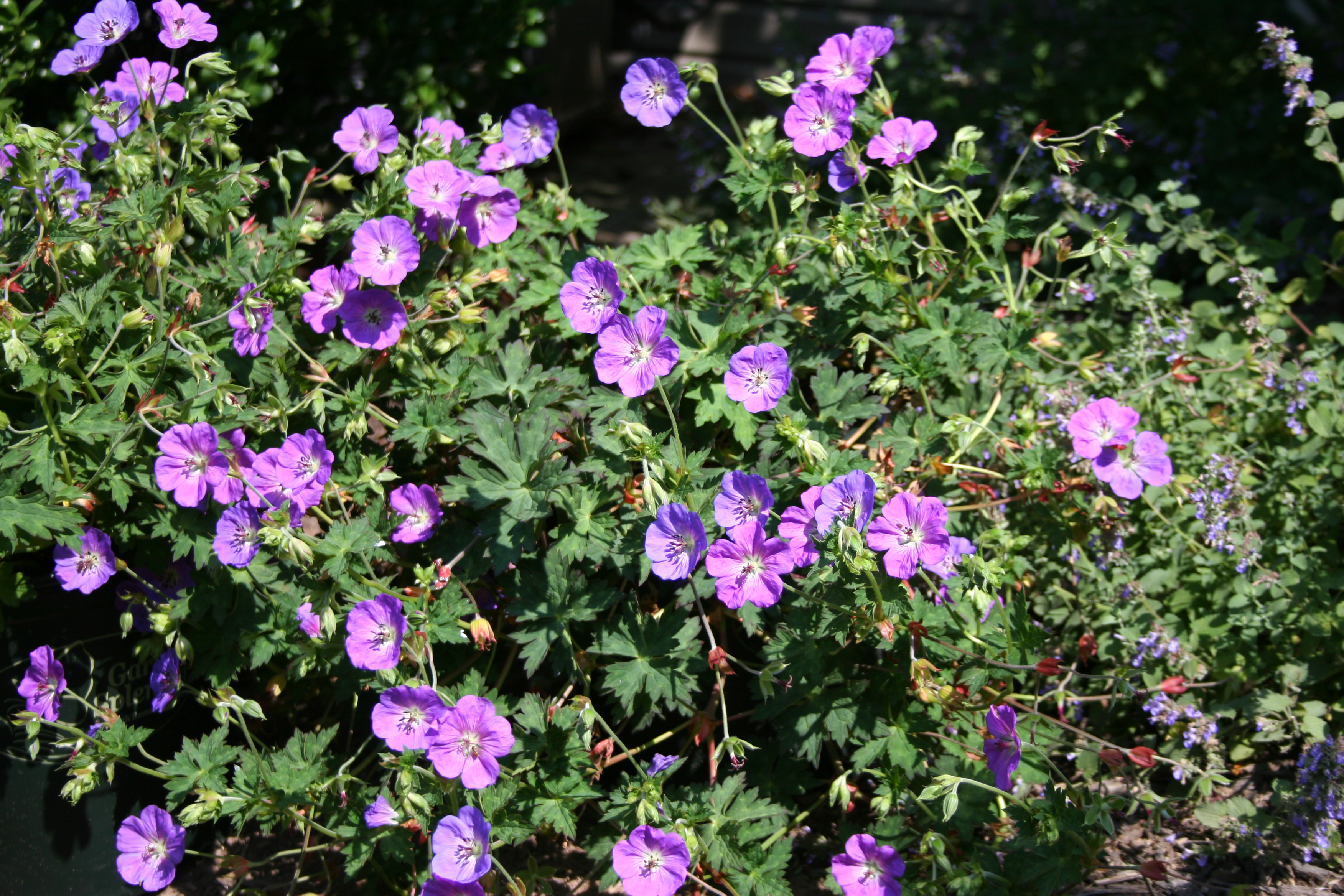 Geranium Rozanne (0603)