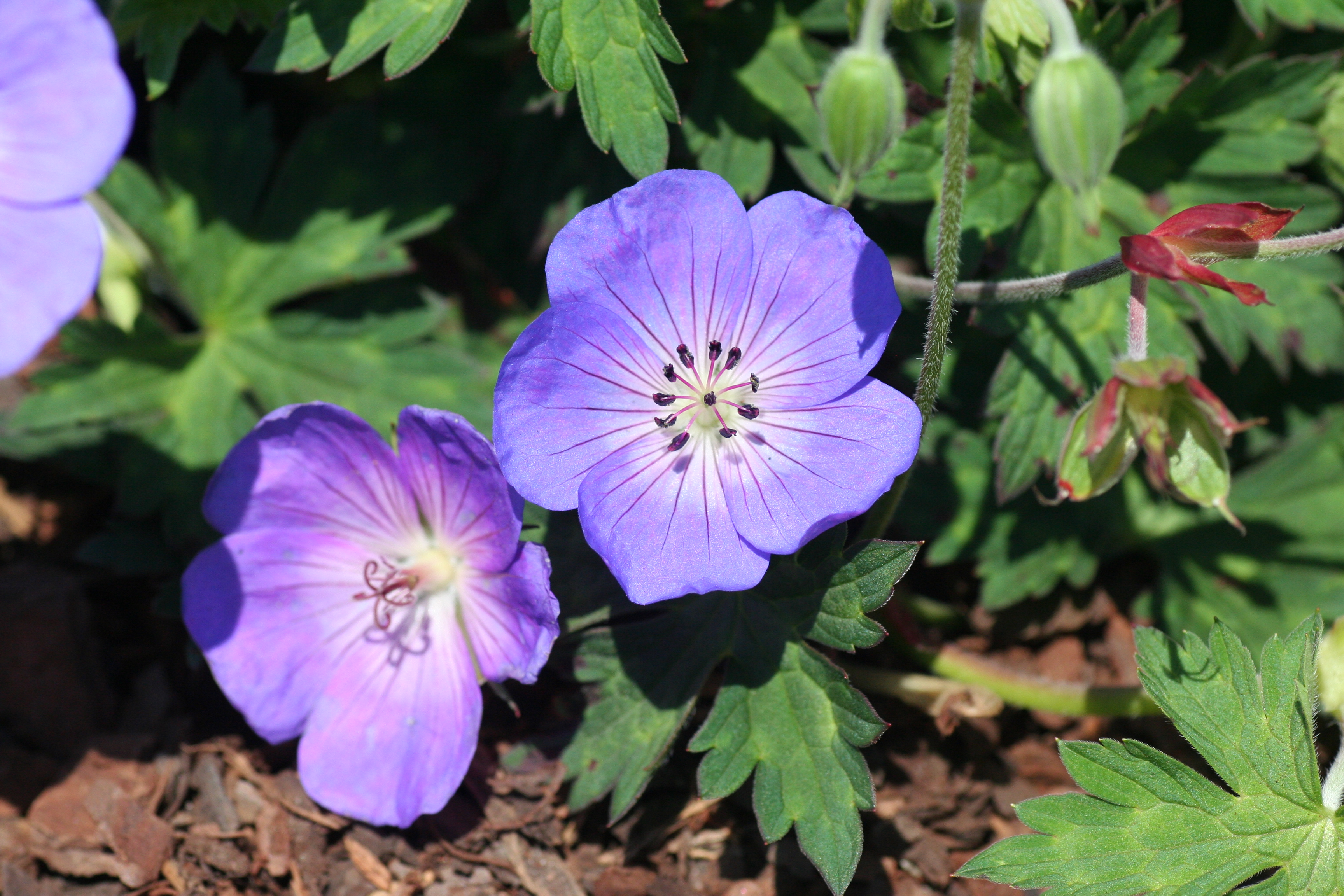 Geranium Rozanne (3400805)