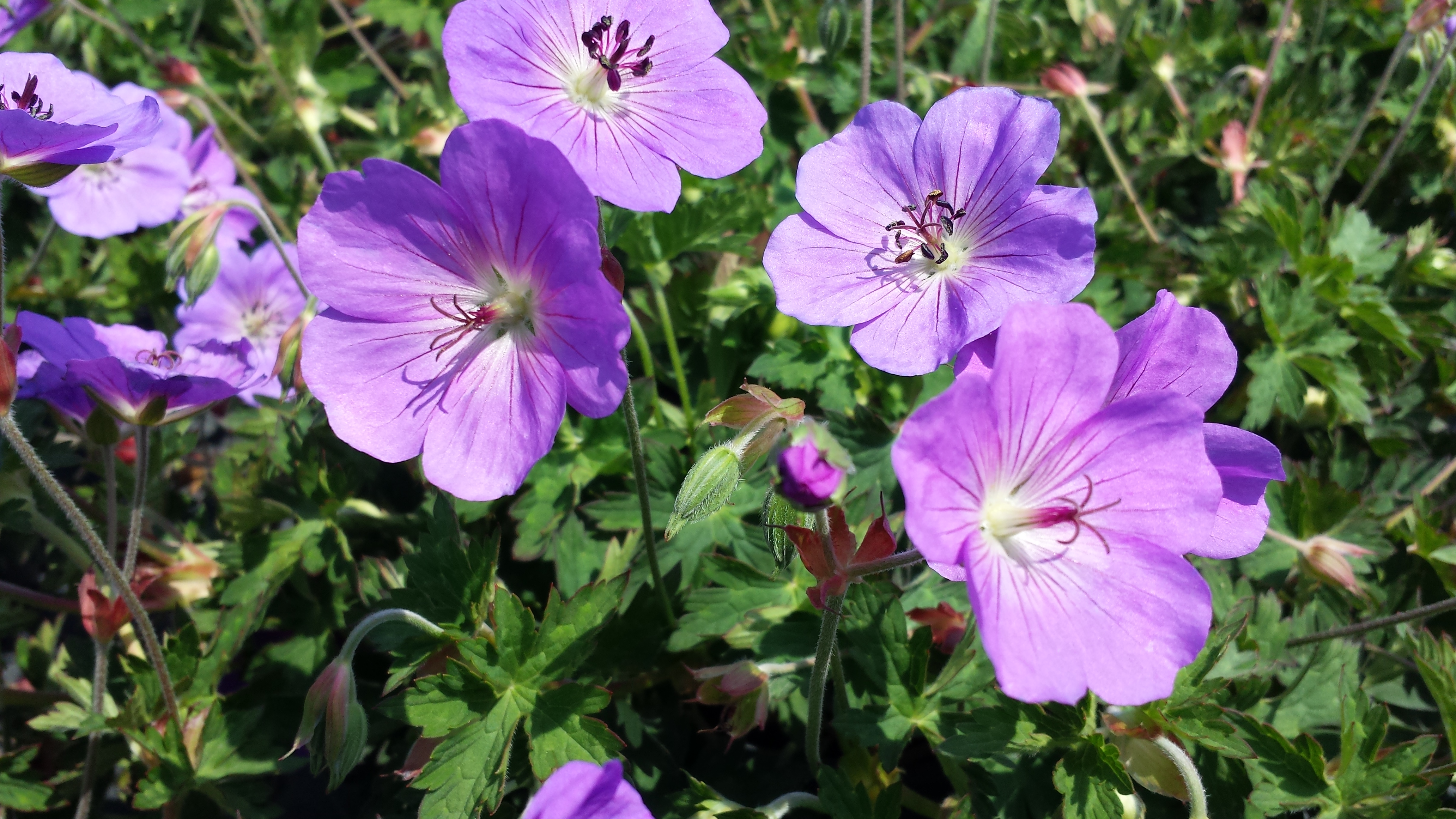 Geranium Rozanne