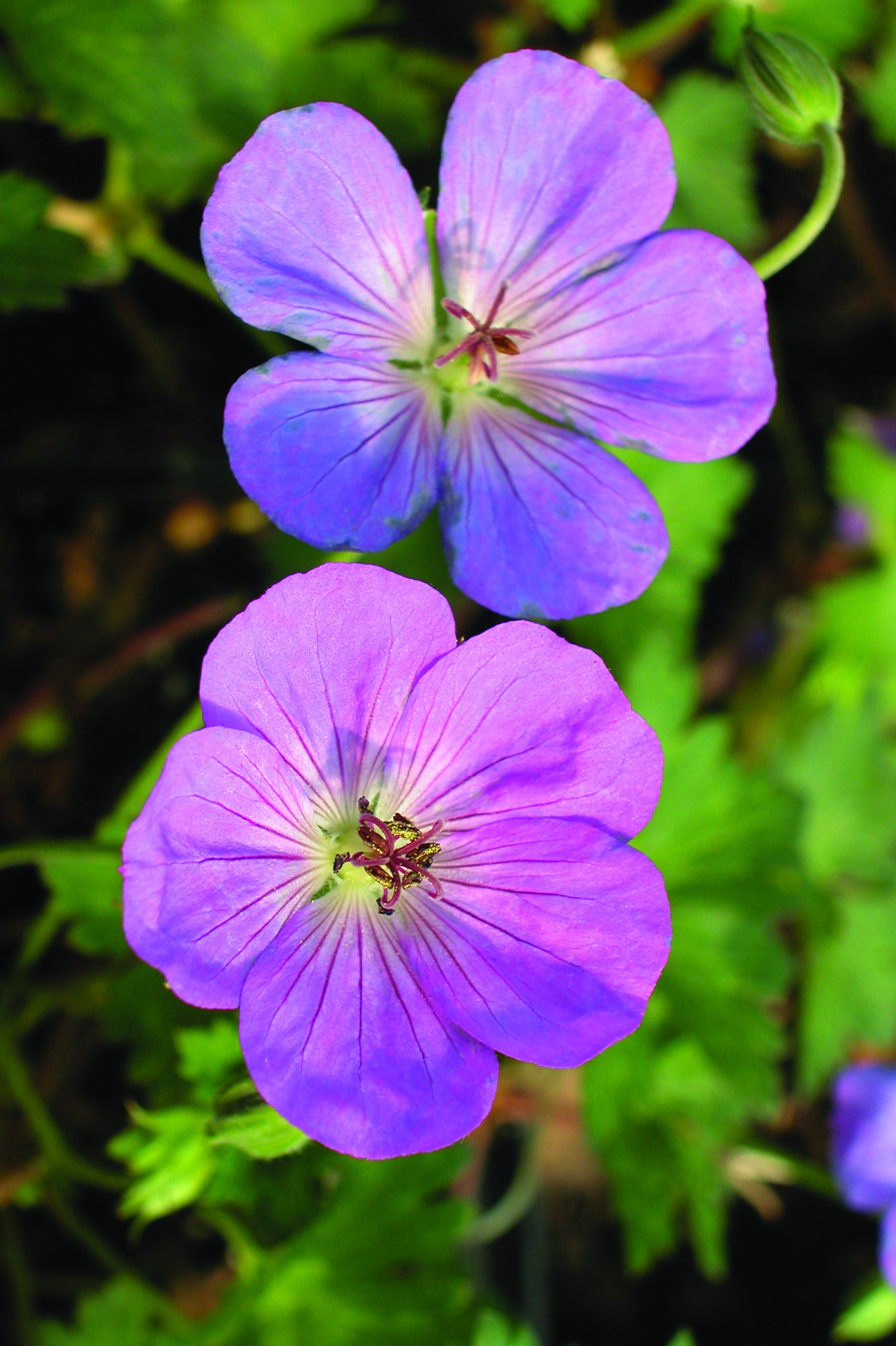 Geranium. Rozanne flower