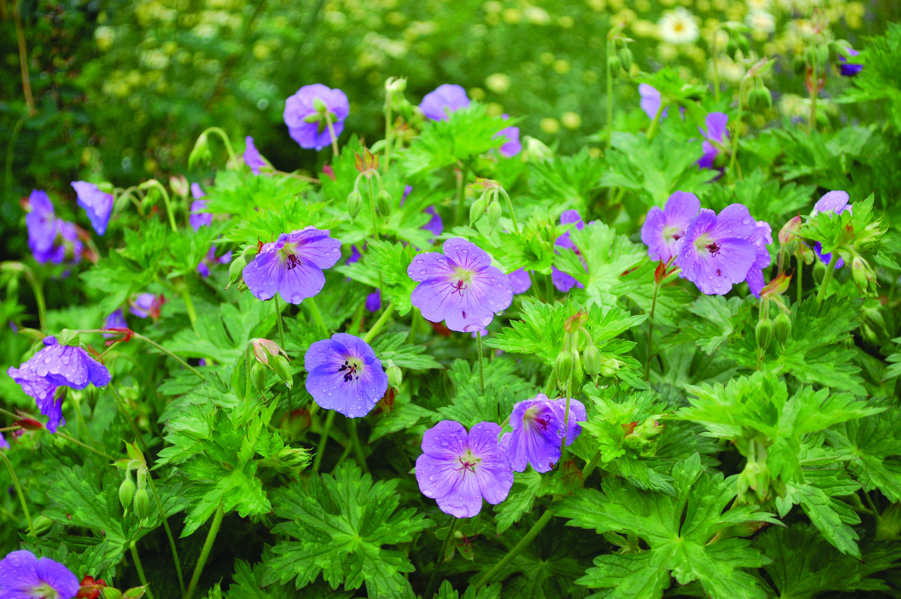 Geranium_Rozanne_DSC_3264
