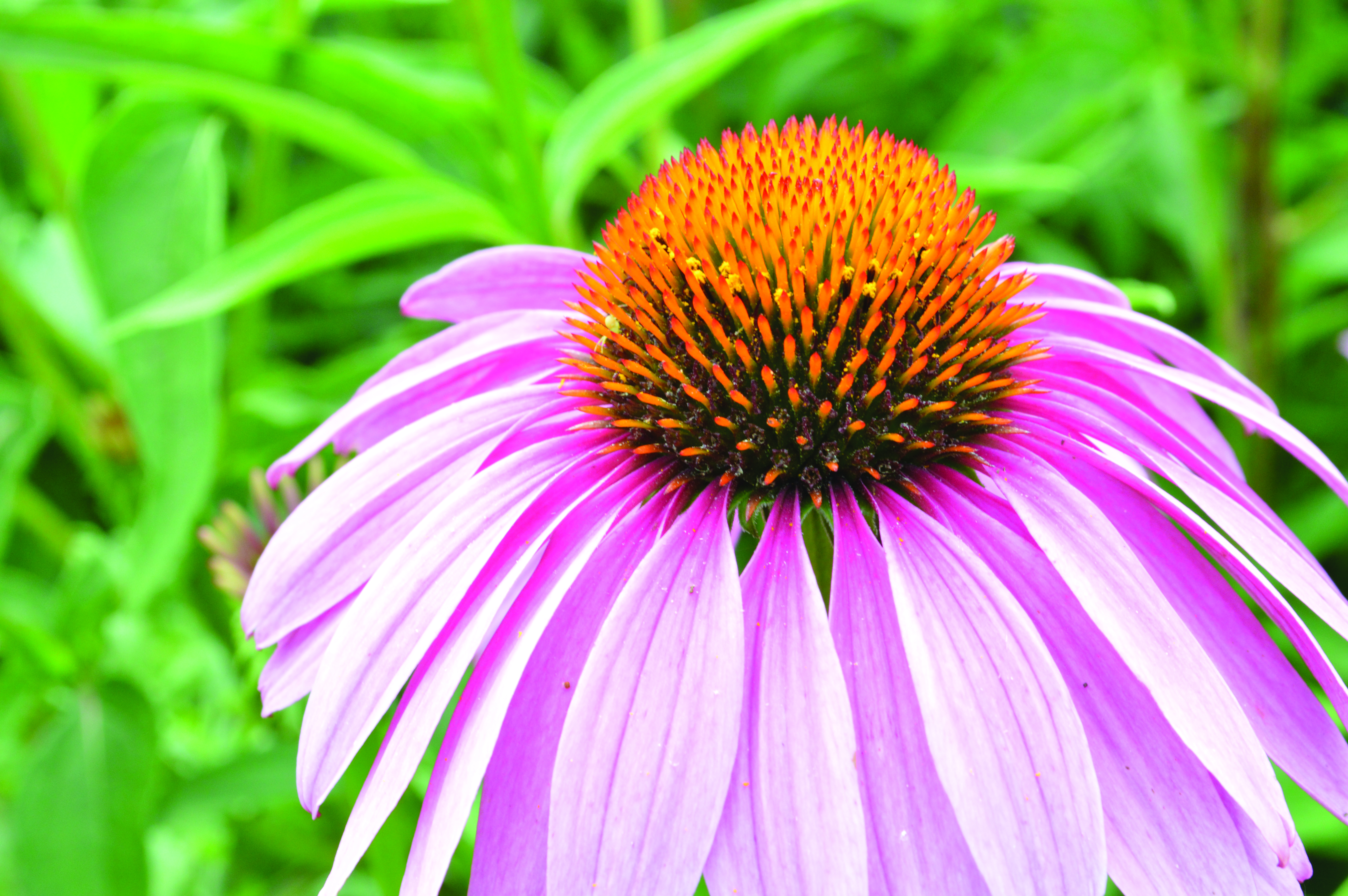 Magnus Coneflower