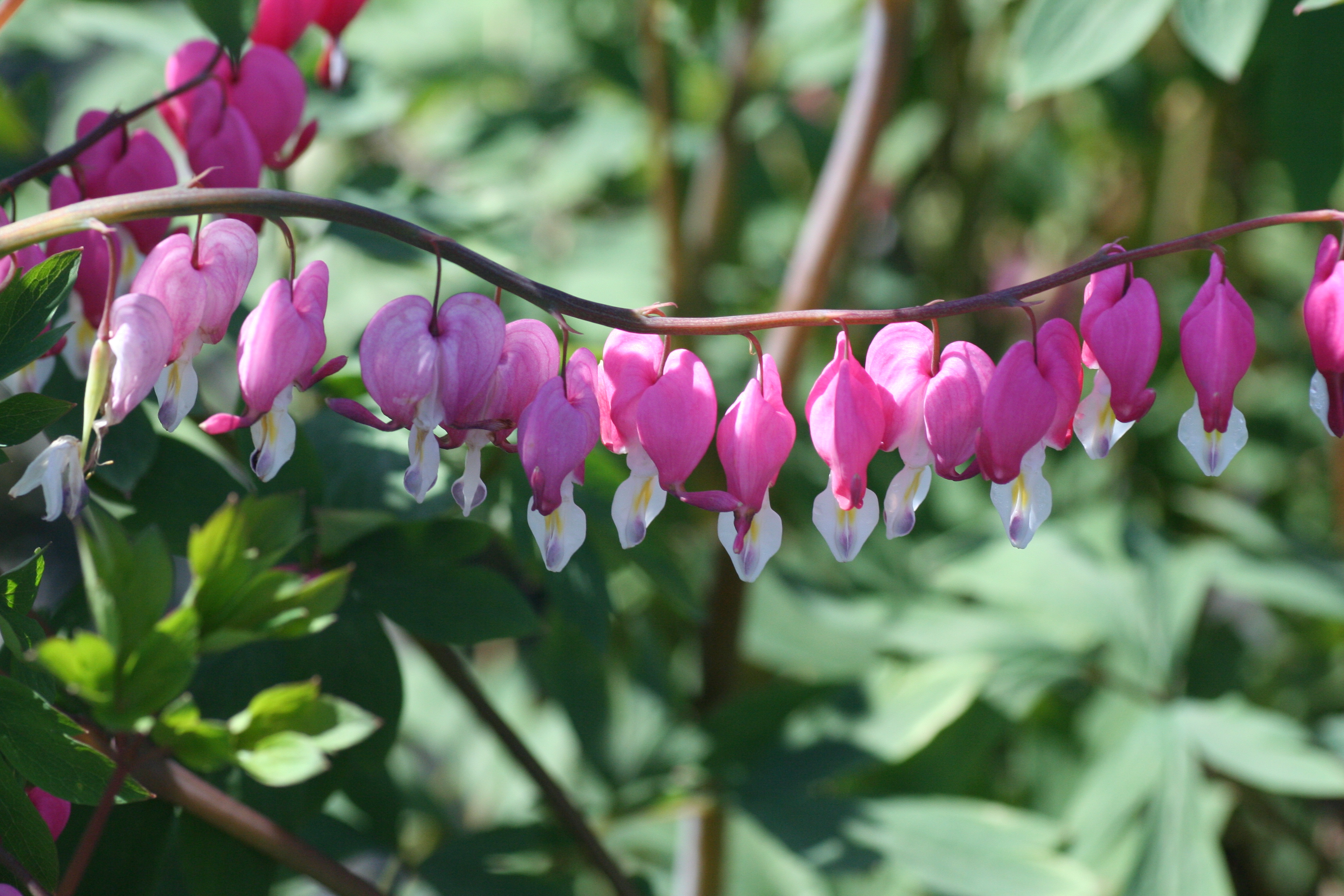 Dicentra spectabilis (4240902)